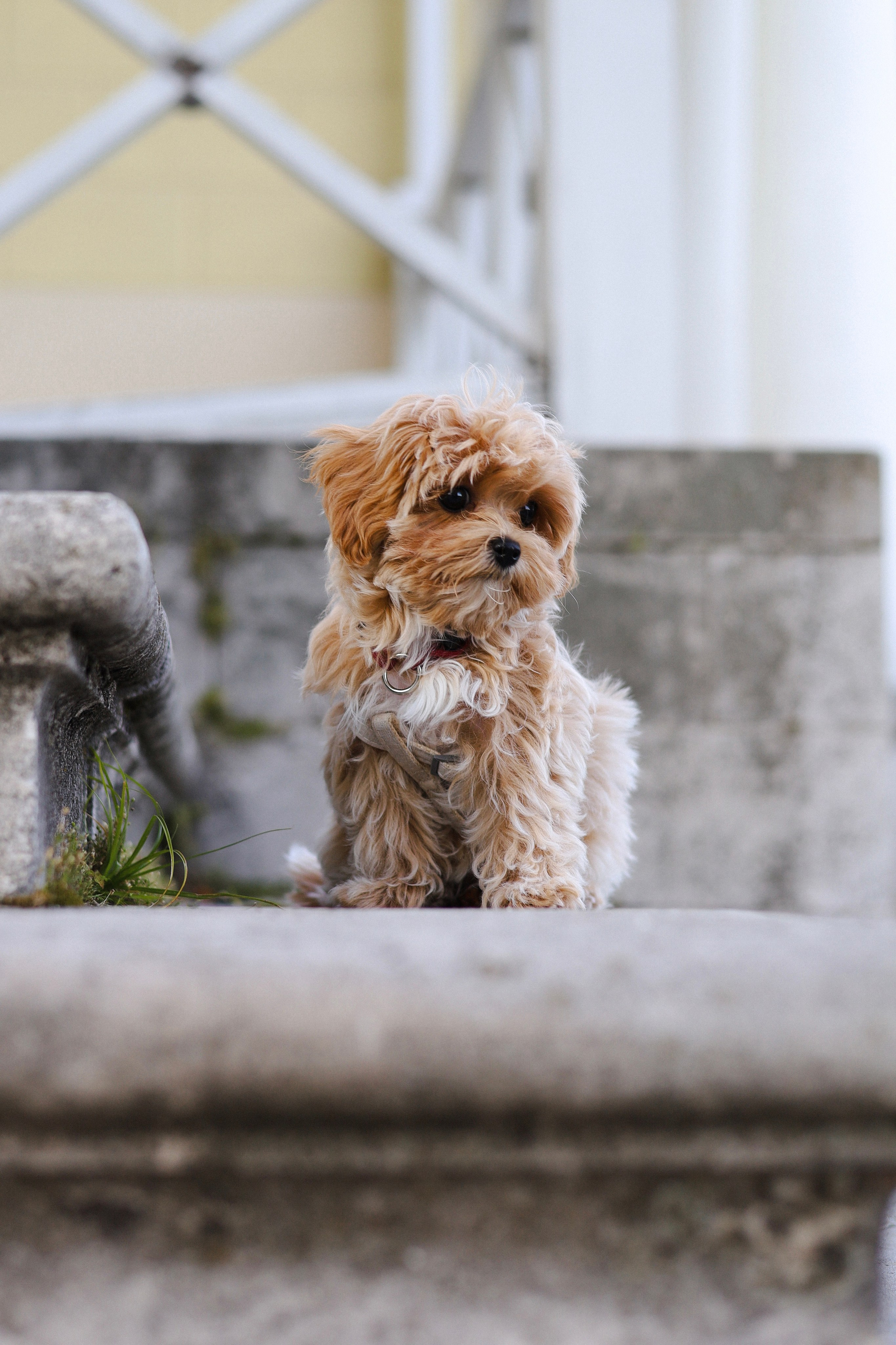 Лили, Роман и Анастасия. Фотограф-анималист Ксения Шевцова|Москва