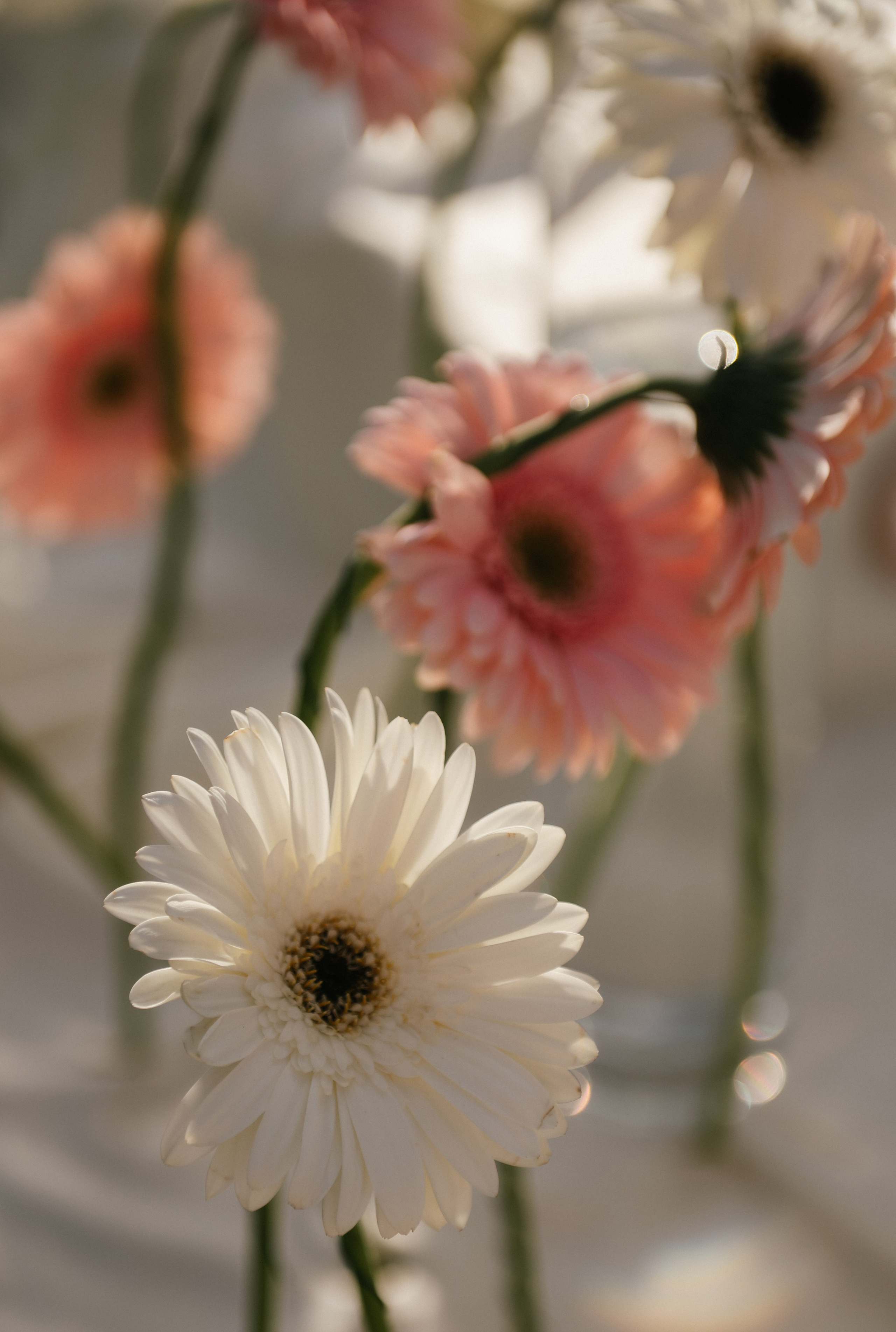Никита и Настя (Серебряное озеро). Свадебный, женский, семейный фотограф в Севастополе Юлия Мошенко