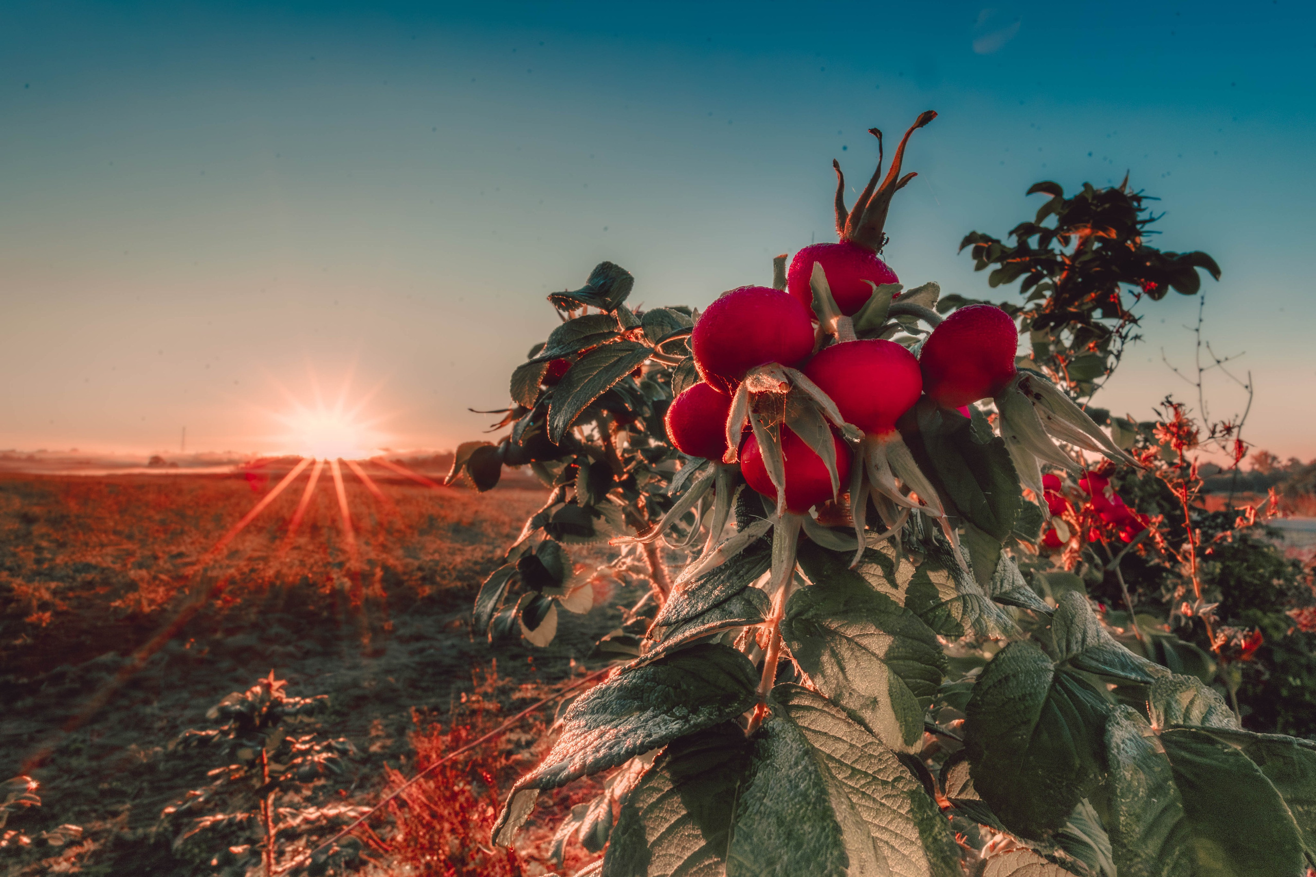 Разное. Фотограф г. Чебоксары Николай Фадеев