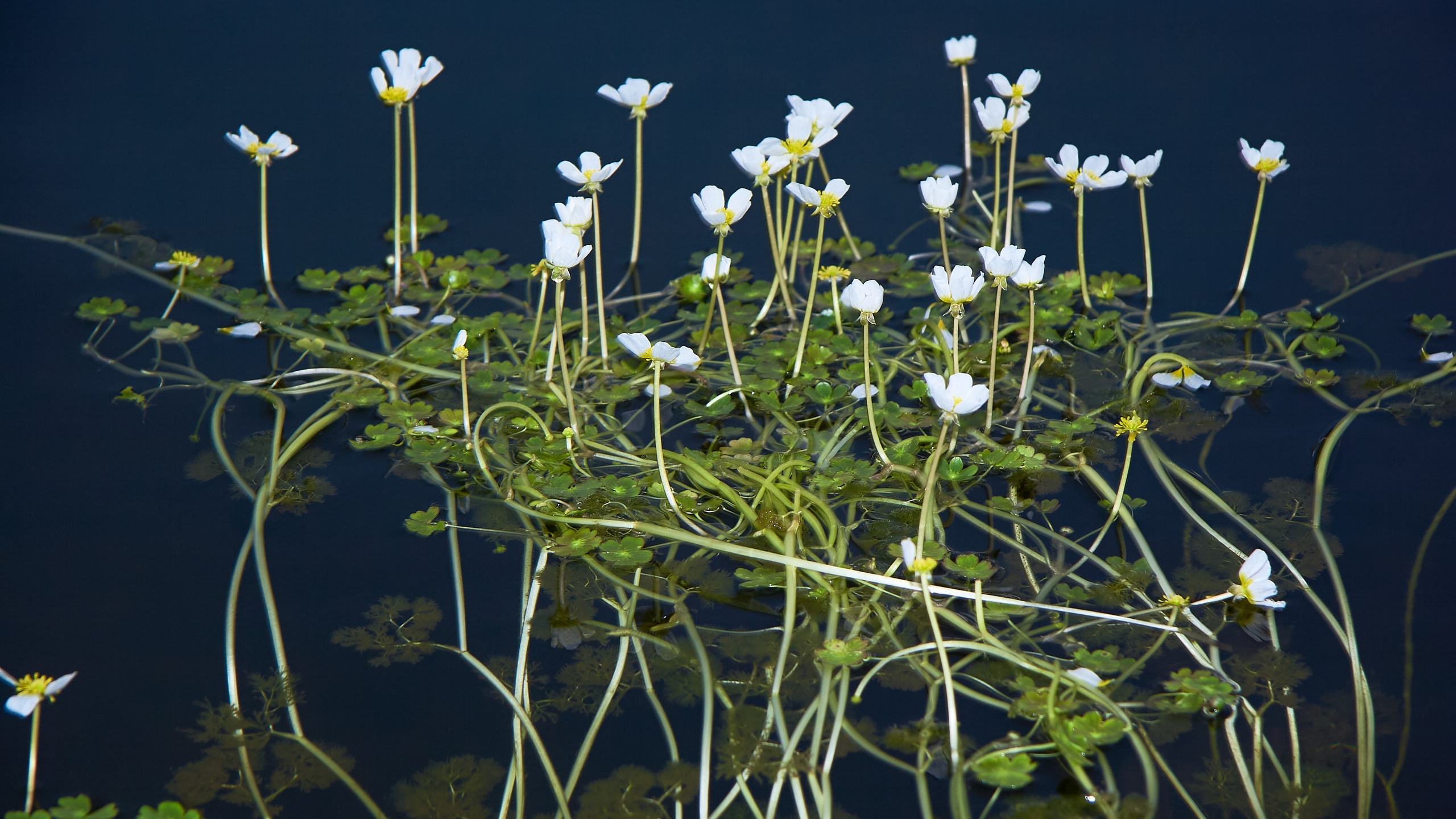 Водоемы. Пейзажи Крайнего Севера. Баренцево море, Рыбачий, Средний, Немецкий