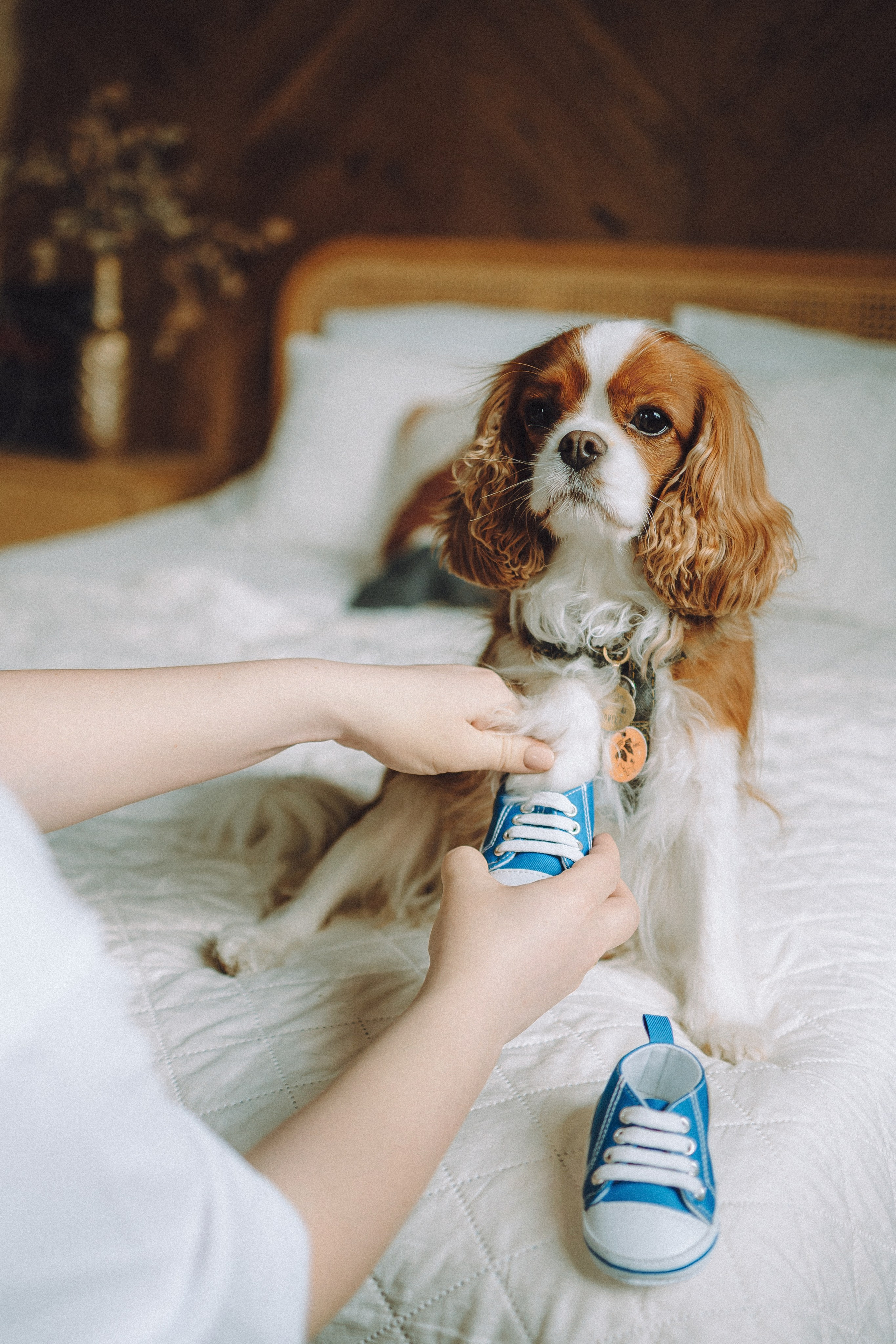 Валя, Вася, Аня и Ириска