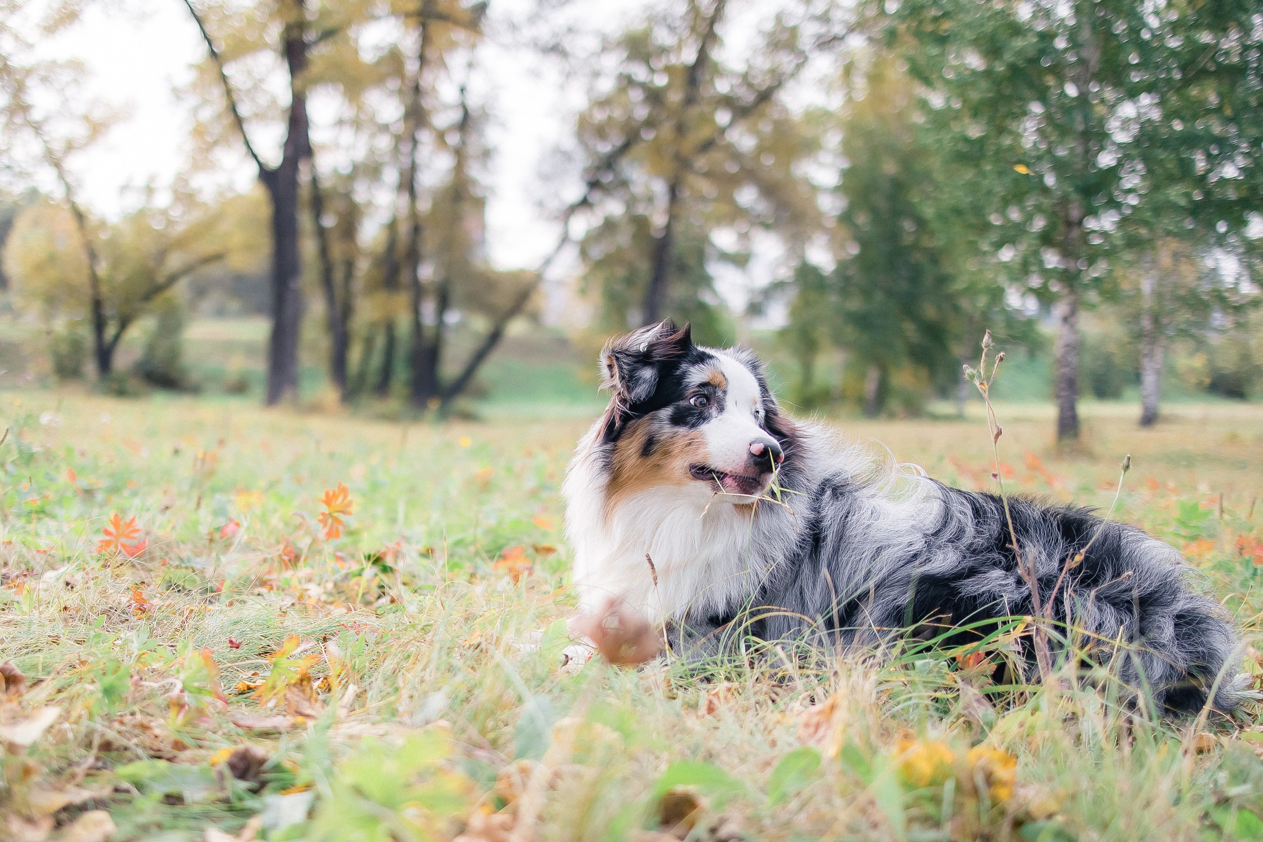 Аусси Дэймон. Свадебный и женский фотограф