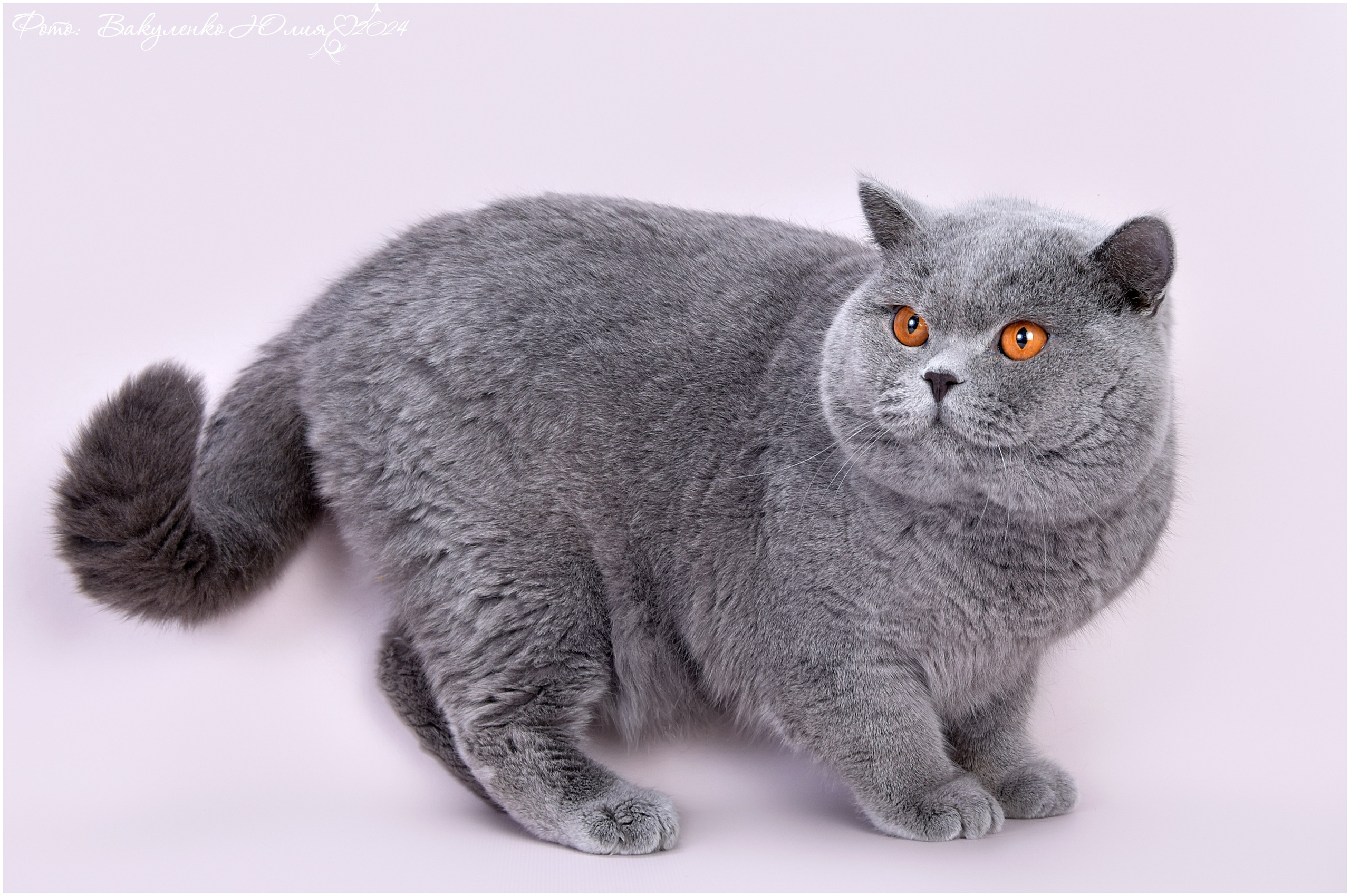 Взрослые. Фотограф анималист | семейный Юлия Вакуленко, г. Краснодар