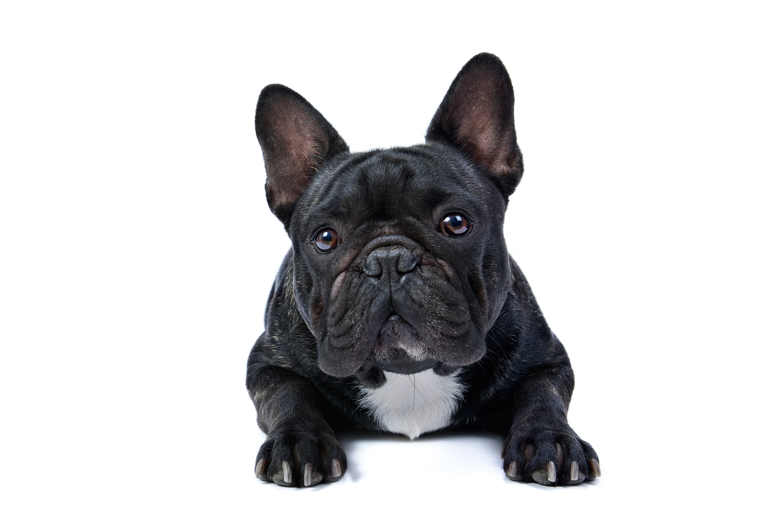 Студийная съемка. Фотограф анималист | семейный Юлия Вакуленко, г. Краснодар