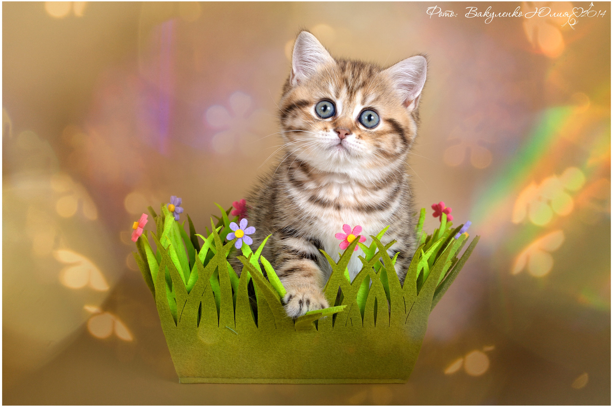 Котята. Фотограф анималист | семейный Юлия Вакуленко, г. Краснодар