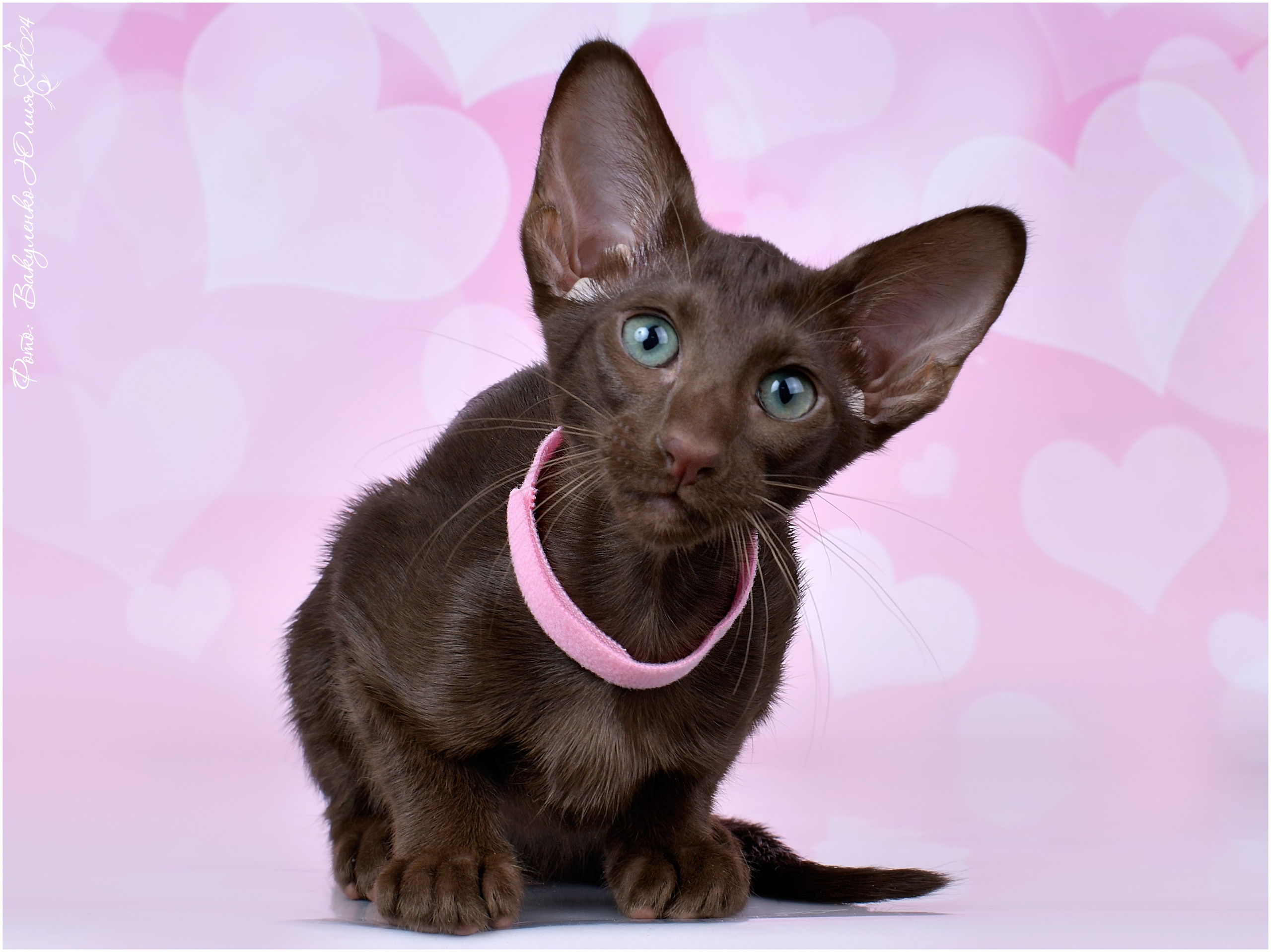 Котята. Фотограф анималист | семейный Юлия Вакуленко, г. Краснодар