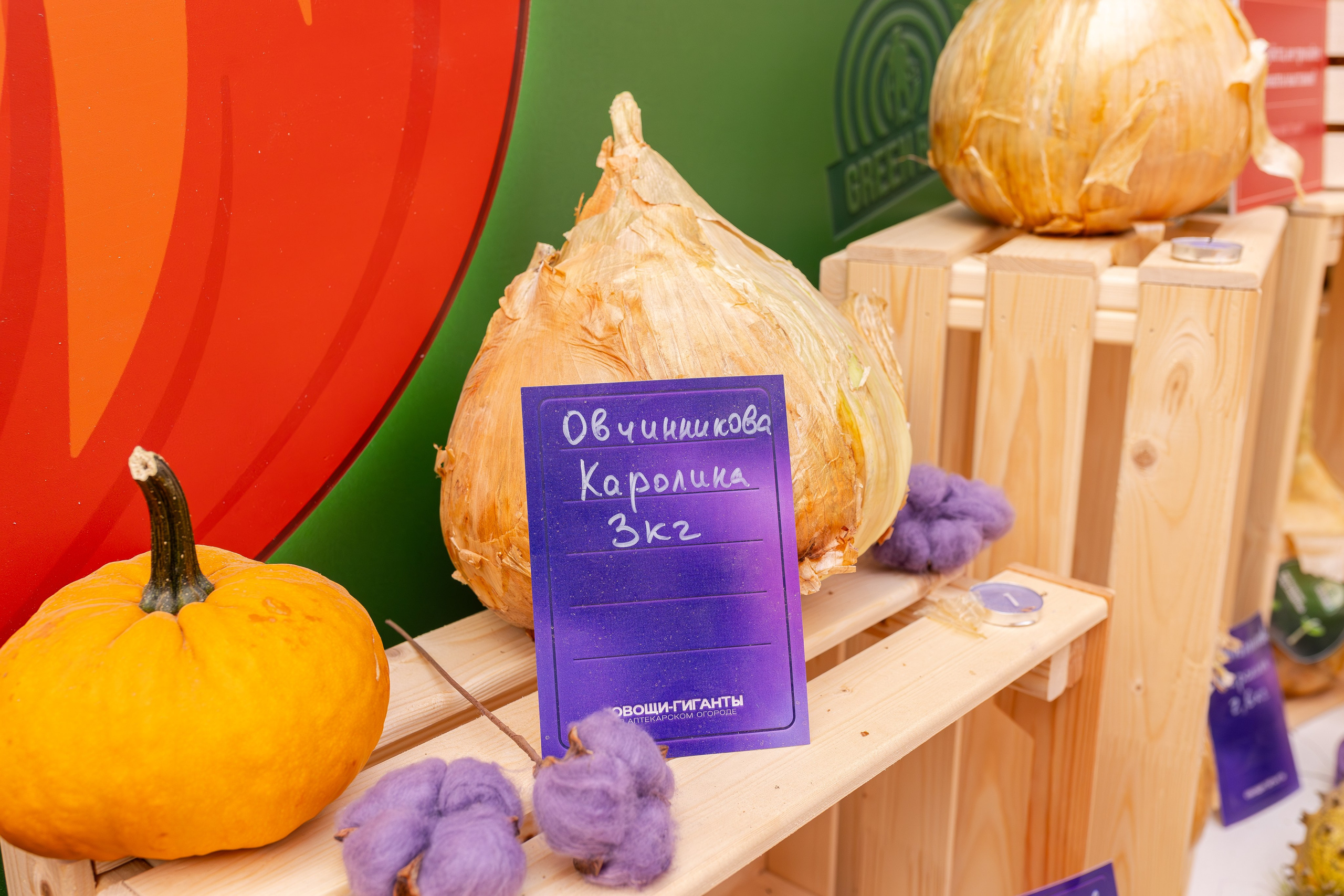 Овощи-гиганты. Александра Куликова фотограф, Москва