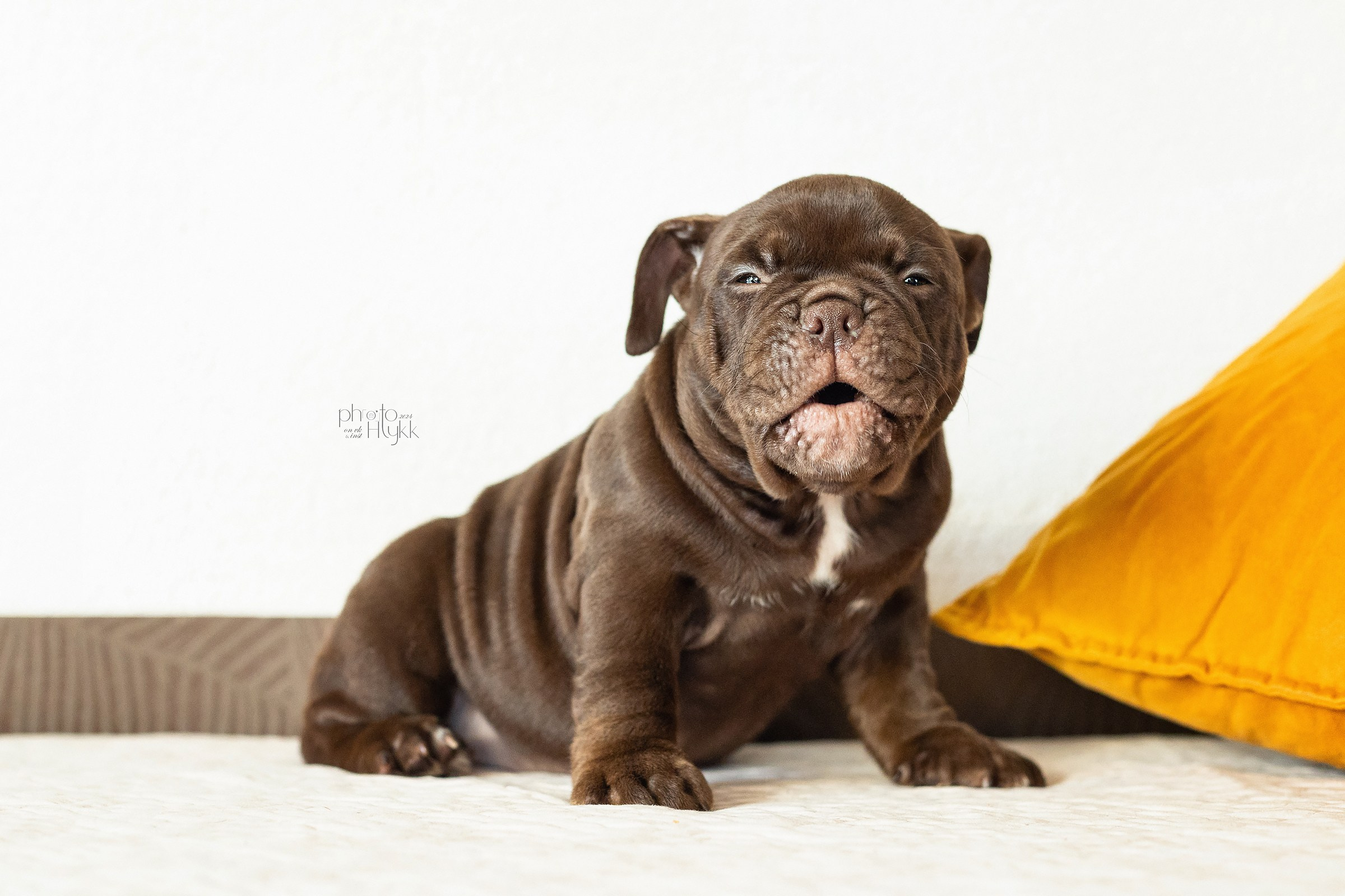 Щенки Американского булли + кошечка. Htykk_photo