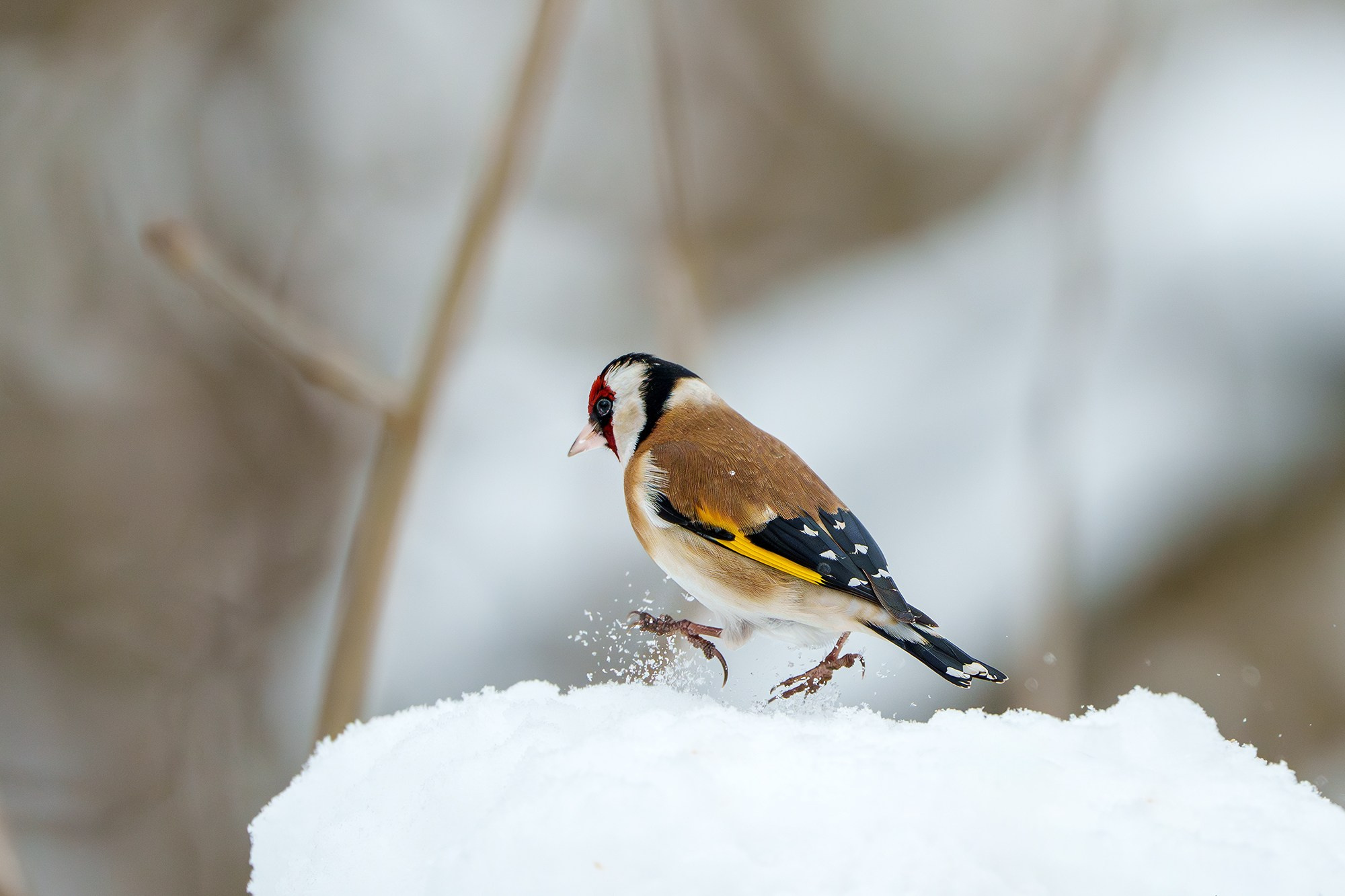 Удивительные мир птиц. Вокруг нас столько прекрасного — присмотритесь!. Ваш личный фотограф Марина Волкова