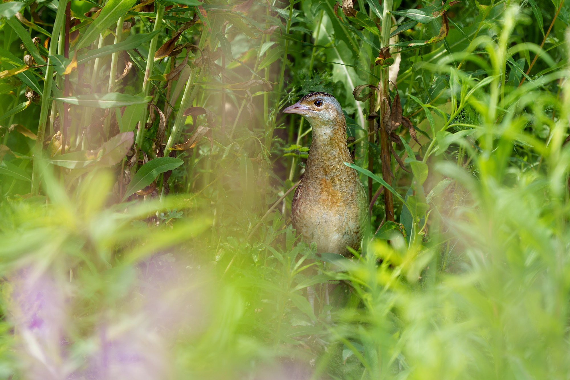 Удивительные мир птиц. Вокруг нас столько прекрасного — присмотритесь!. Ваш личный фотограф Марина Волкова