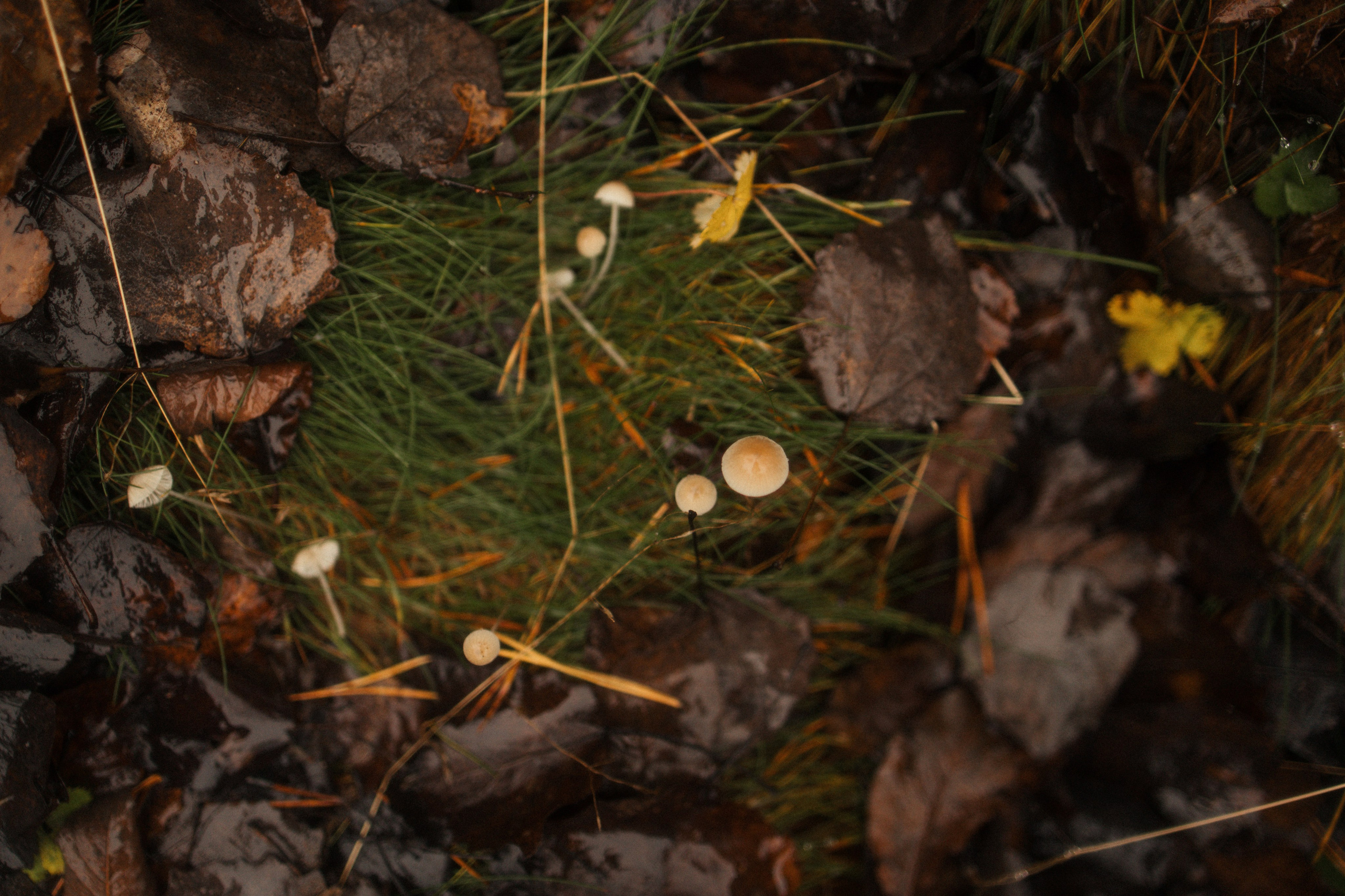 Лена, Глеб, Ральф и Рэй. Фотограф в Выборге и Санкт-Петербурге Маша Гуляева