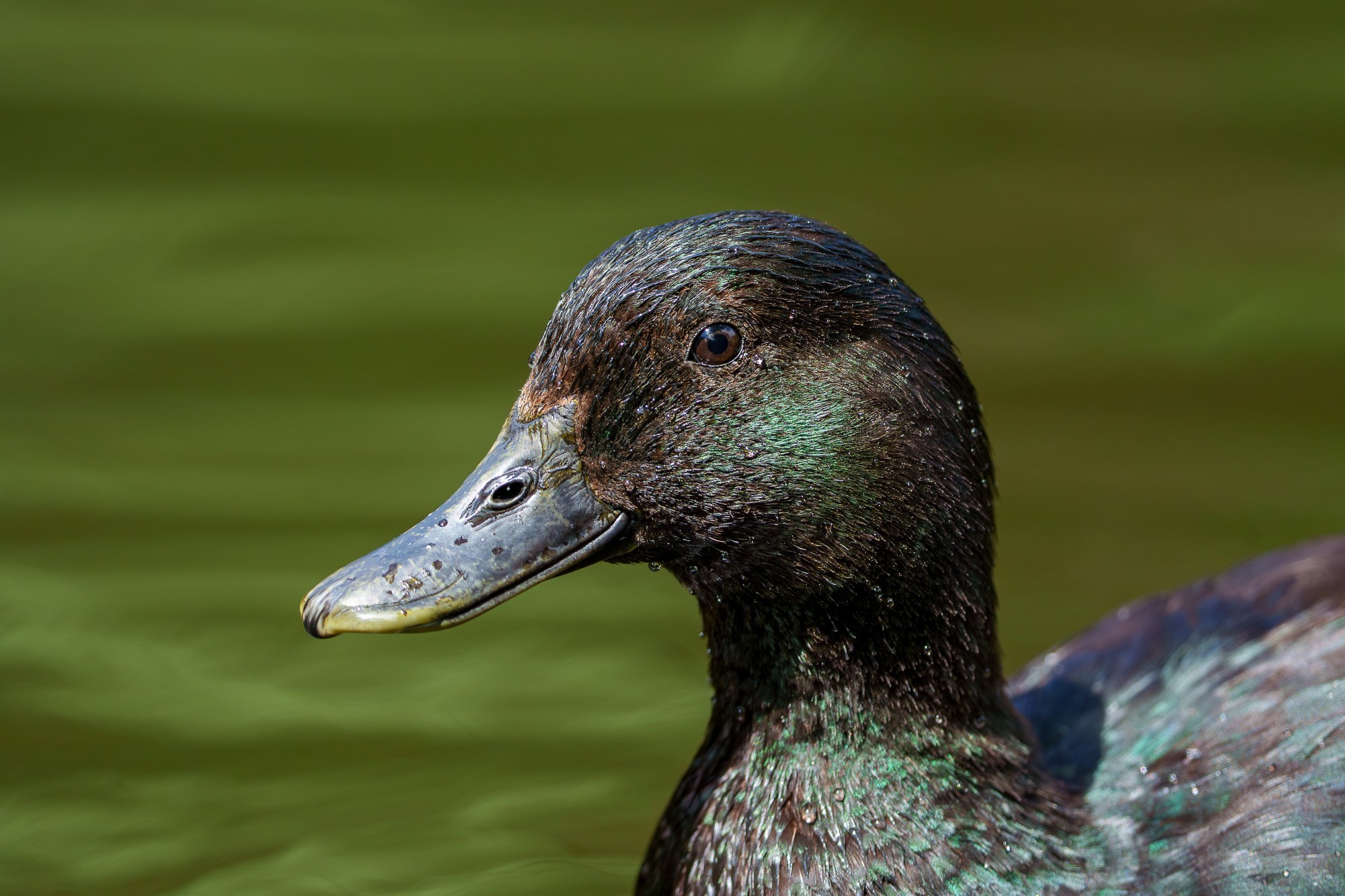 Удивительные мир птиц. Вокруг нас столько прекрасного — присмотритесь!. Ваш личный фотограф Марина Волкова
