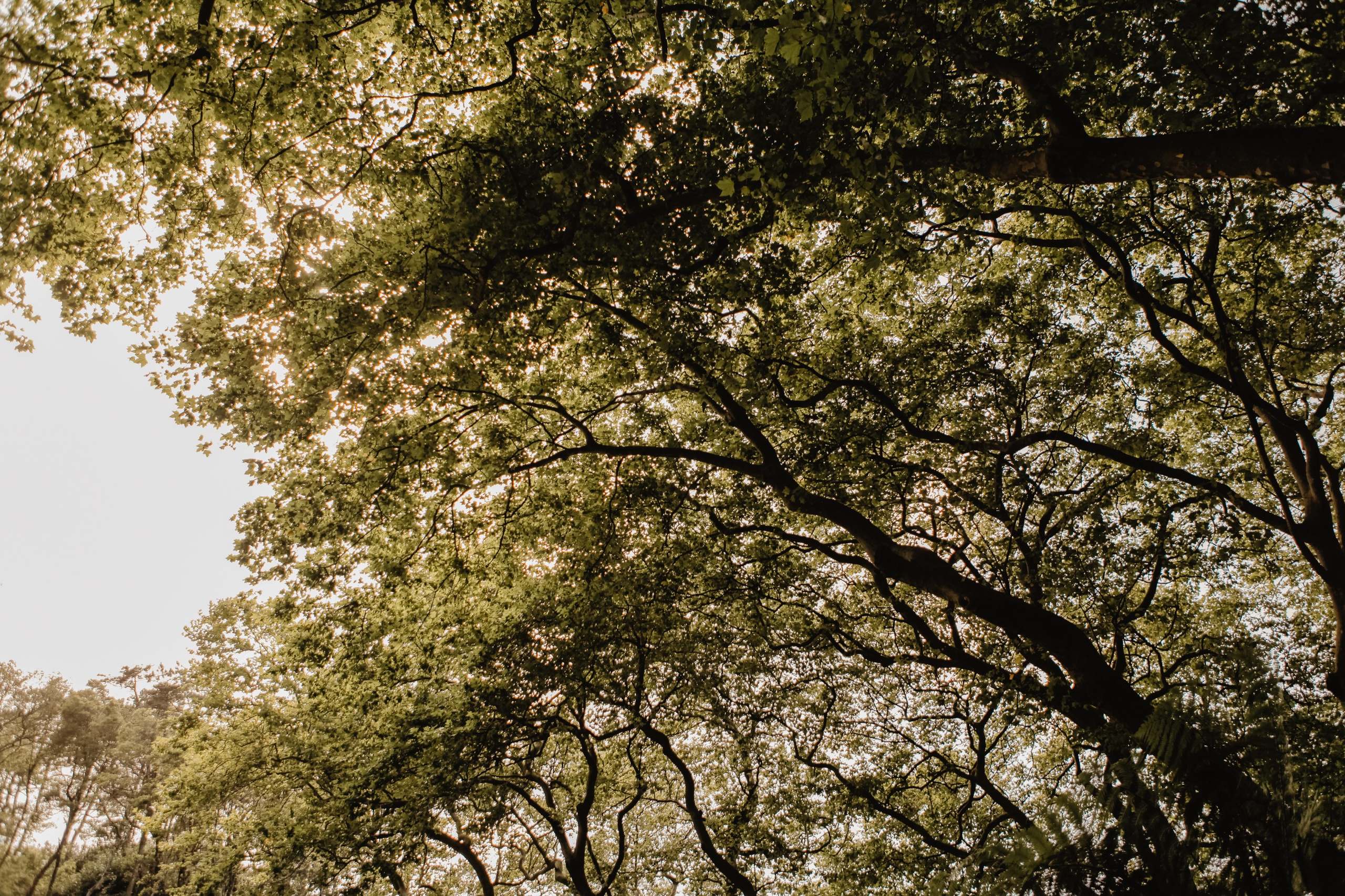 Португалия. Виолетта Скрипка