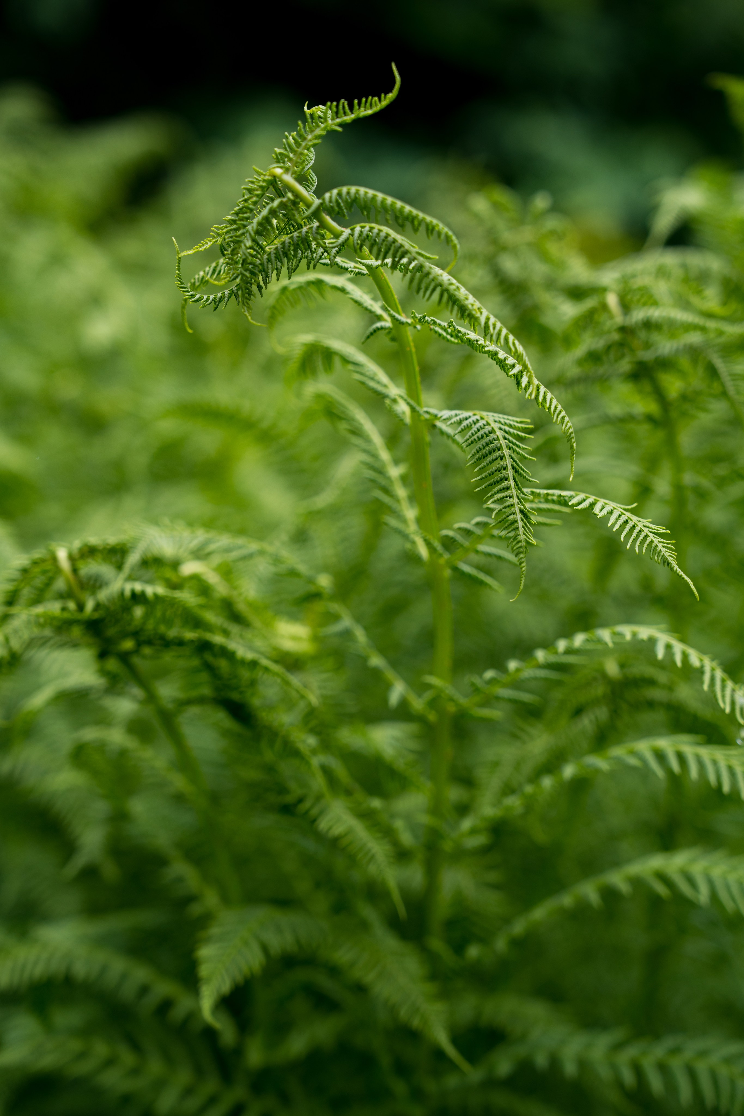 MICE мероприятие для компании «Доставка морем»: хайкинг к Ачипсинским водопадам. Репортажный фотограф в Красной Поляне и Сочи Павлюченко Екатерина