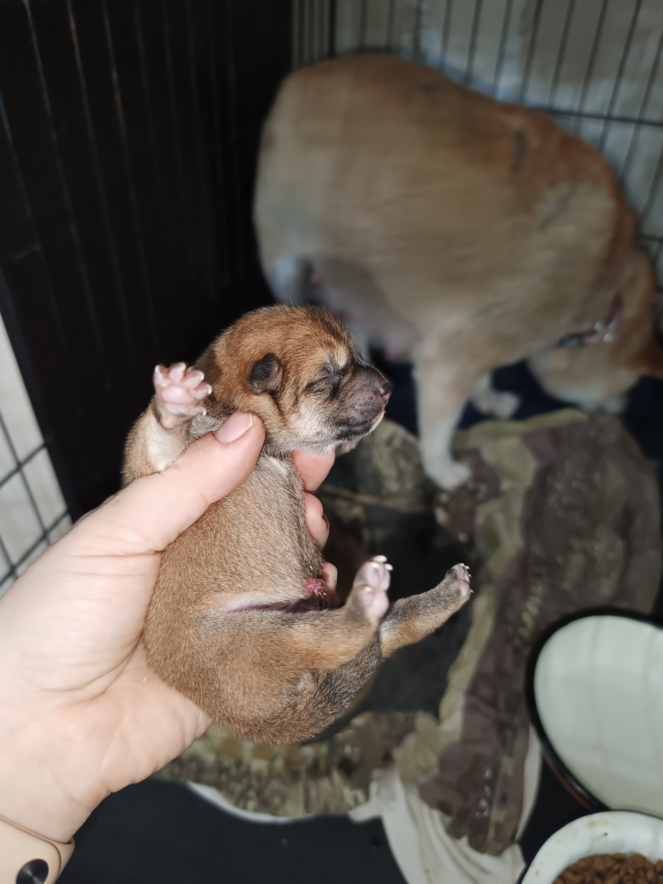 сиба питомник Рубилайт щенки на продажу rubylight  сиба щенки купить СПб Санкт-Петербург 