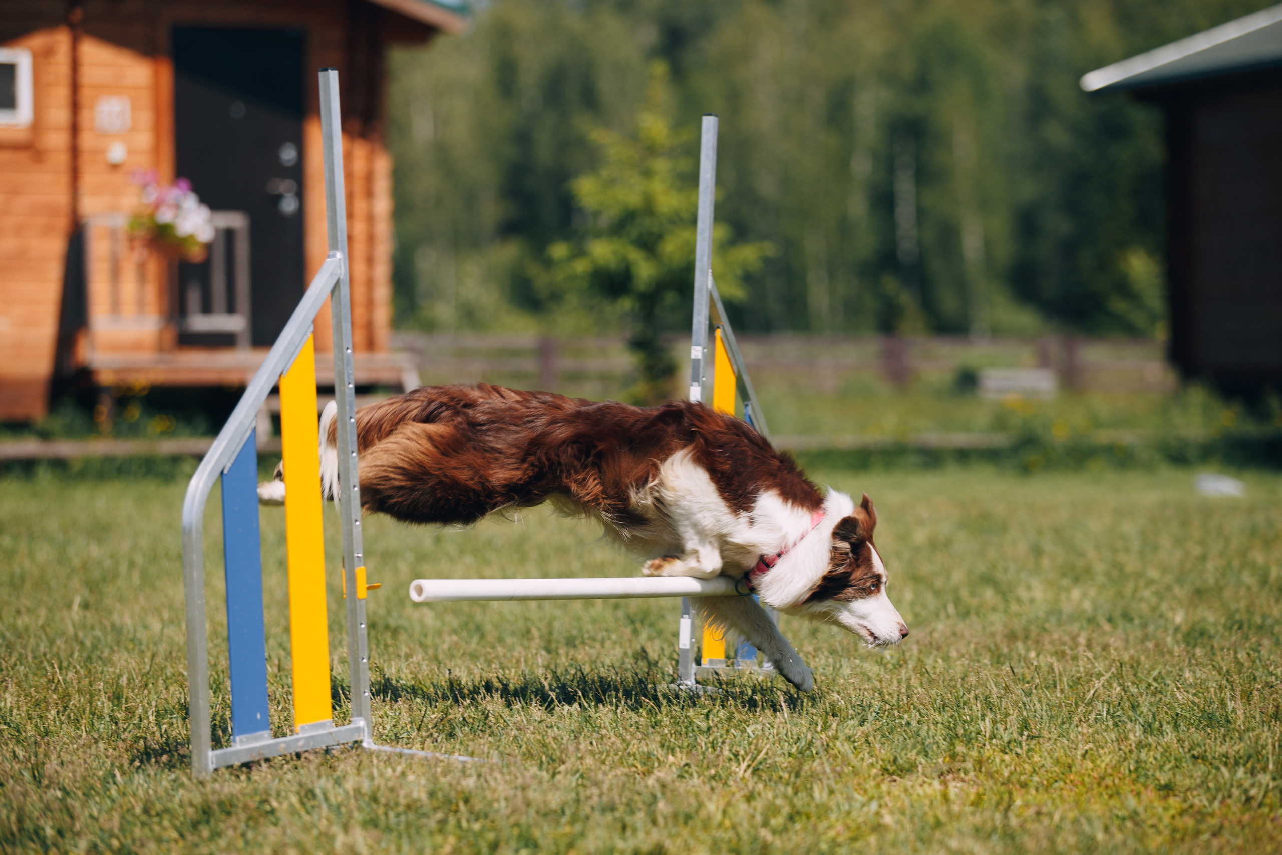 Кинологический лагерь в Горыныче. Фотограф анималист Кристина Карпова, Москва