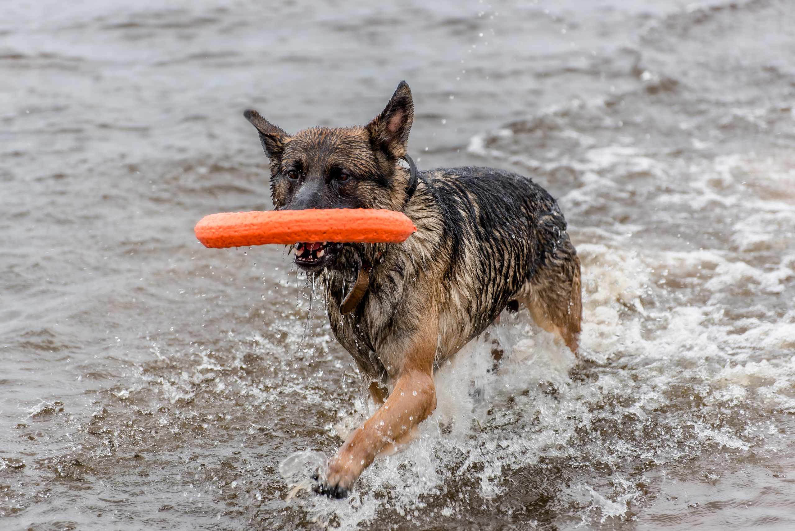 Хвостатые каникулы Детский кинологический лагерь. Фотограф Макс Огурцов в Нижнем Новгороде
