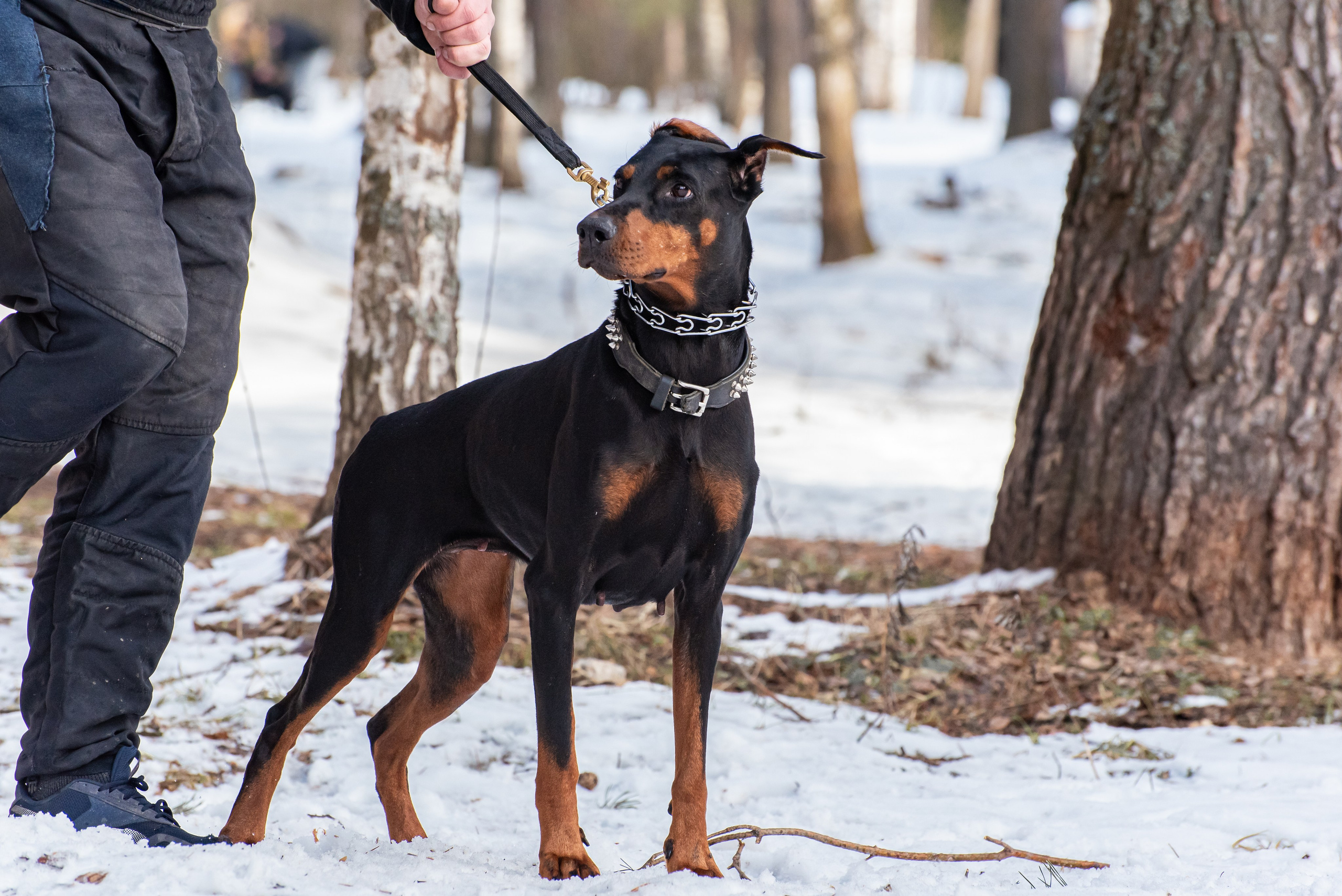 Фотосъёмка с собаками в Кинологическом лагере. Фотограф Макс Огурцов в Нижнем Новгороде