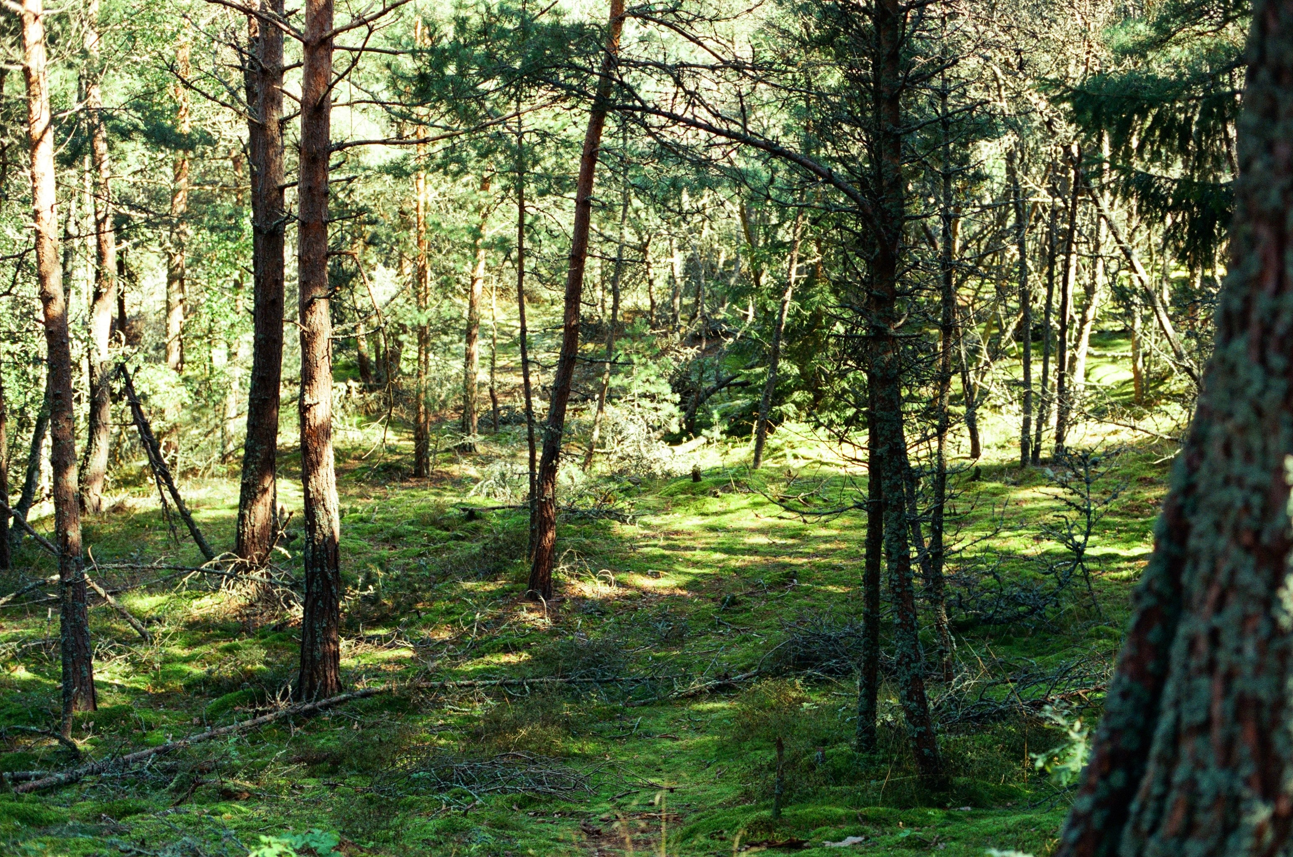 Плёнка🎞️. Фотограф в Москве Ксюшенька
