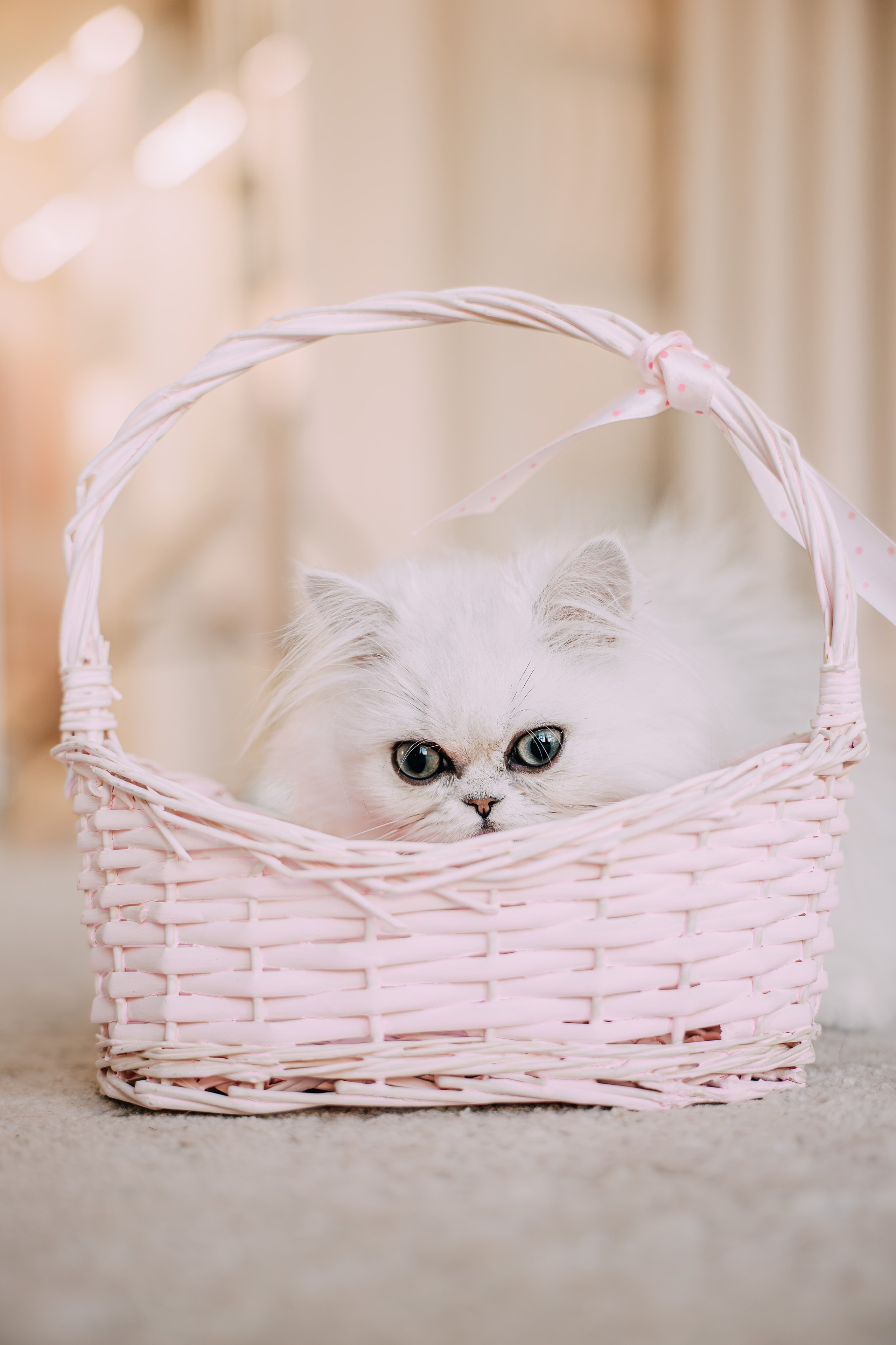 Султан, Мэй Мэй и Шанталь и их семья