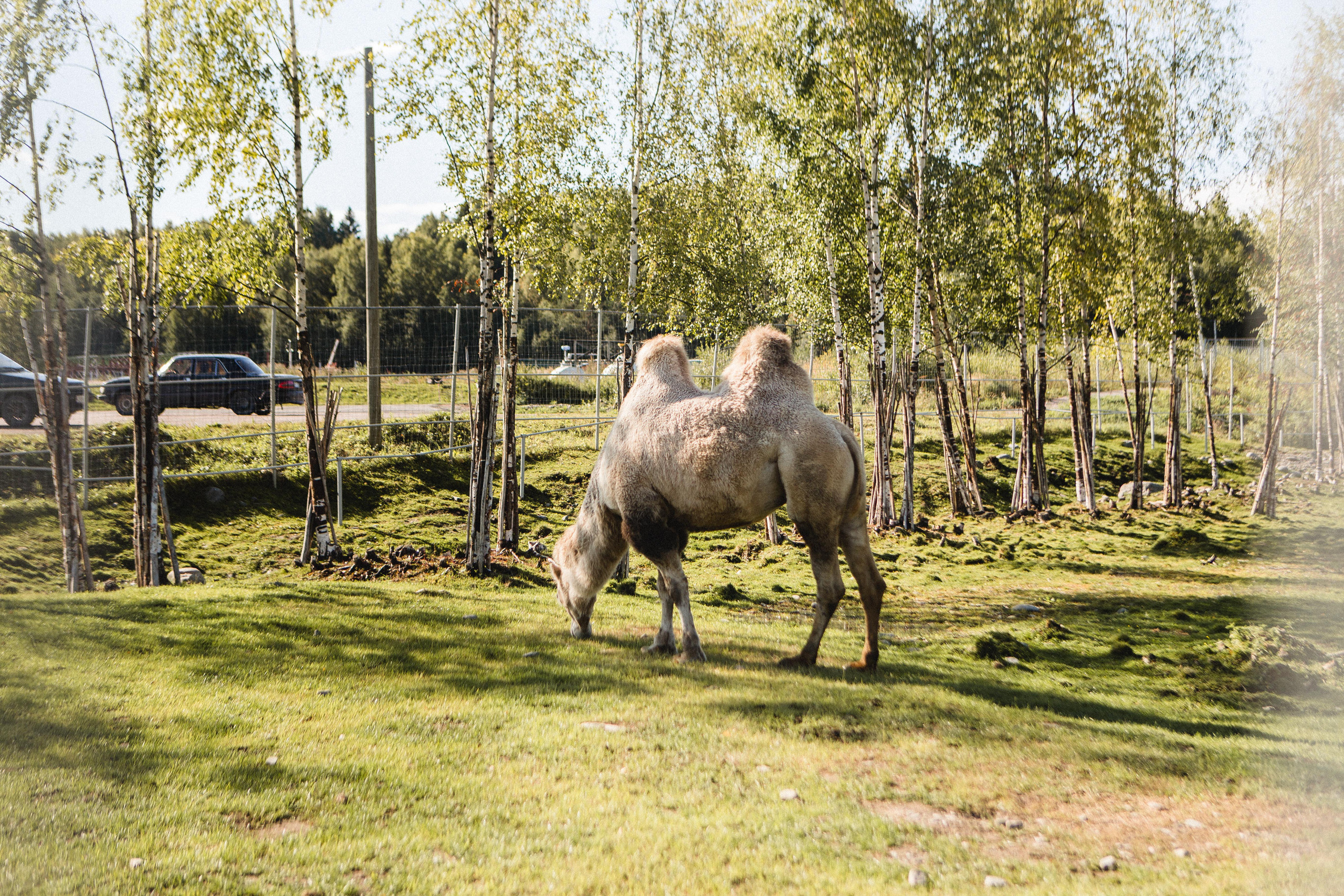 Поездка в Карелию, фототчет с поездки в Карелию. Свадебный фотограф в Санкт-Петербурге Никита Кузякин