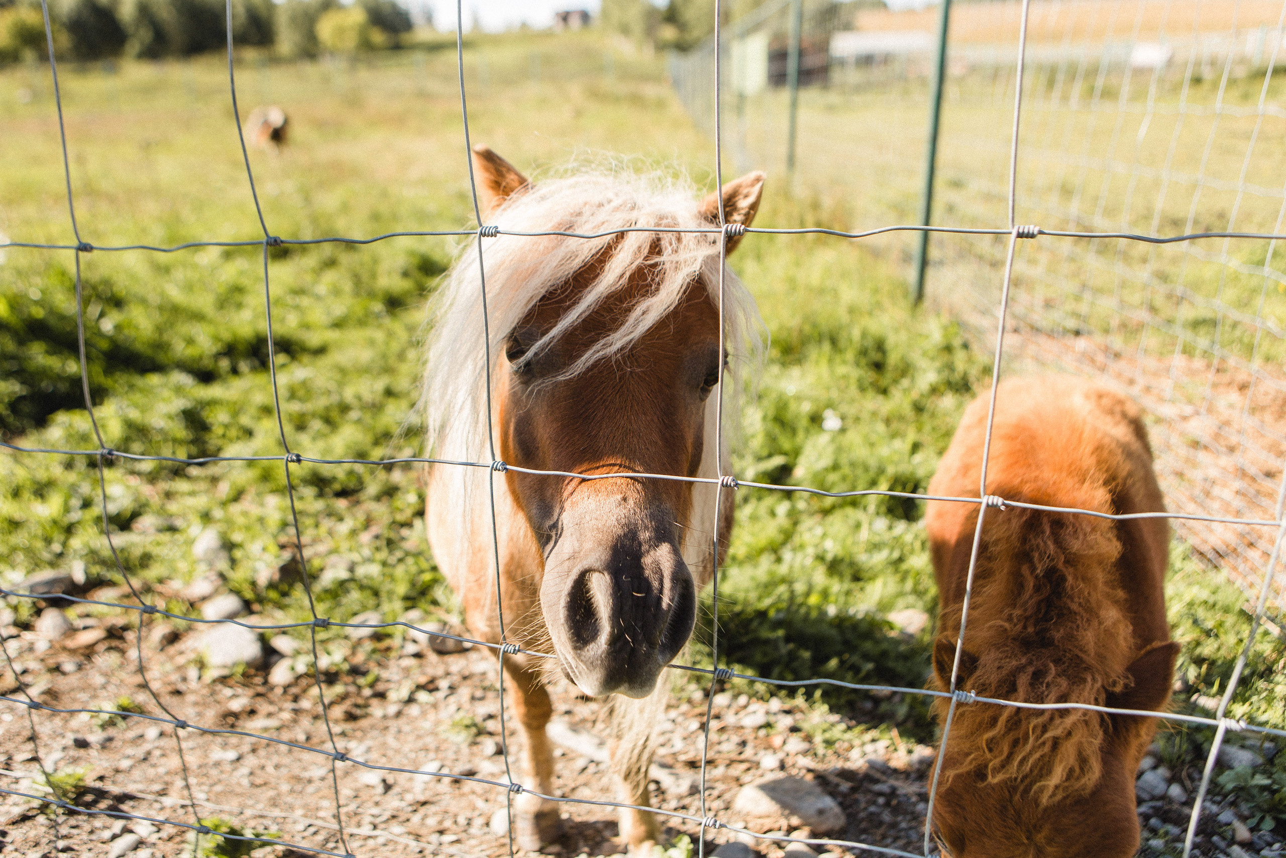 Поездка в Карелию, фототчет с поездки в Карелию. Свадебный фотограф в Санкт-Петербурге Никита Кузякин