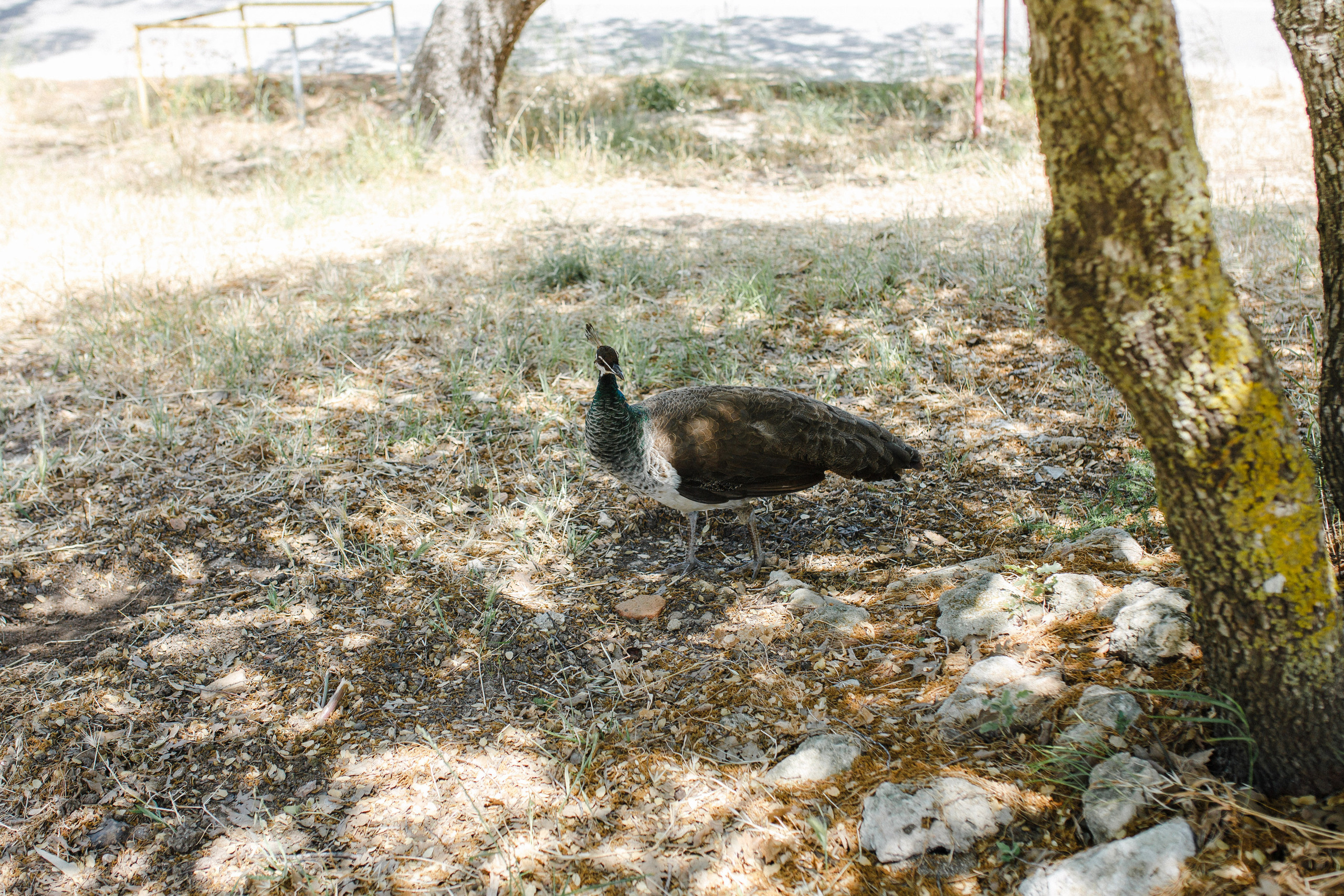 Путешествие на остров Родос, Греция. Блог о путешествии в Грецию. Свадебный фотограф в Санкт-Петербурге Никита Кузякин