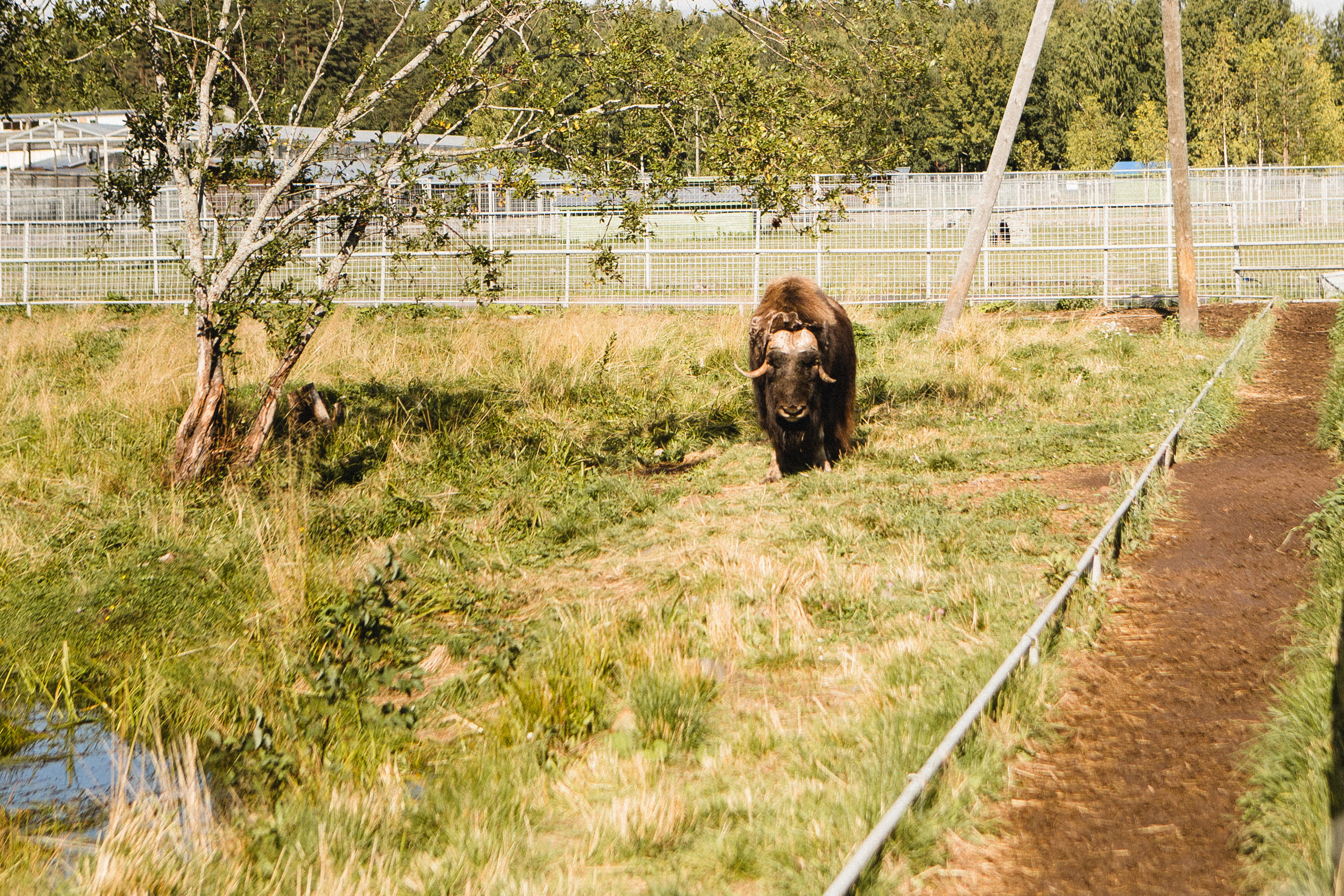 Поездка в Карелию, фототчет с поездки в Карелию. Свадебный фотограф в Санкт-Петербурге Никита Кузякин