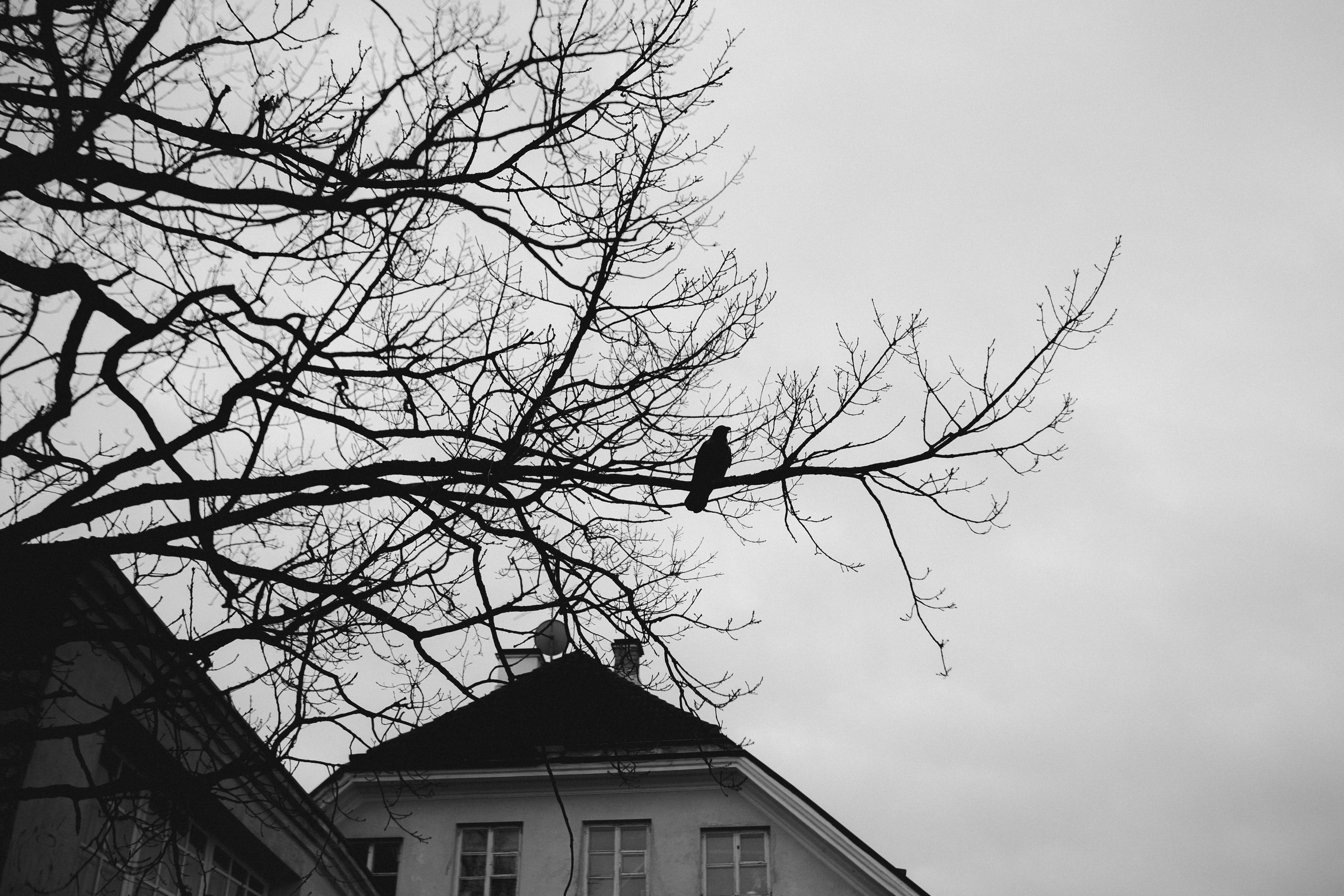 Путешествие в Таллин зимой, отчет о путешествии в Таллин зимой. Свадебный фотограф в Санкт-Петербурге Никита Кузякин