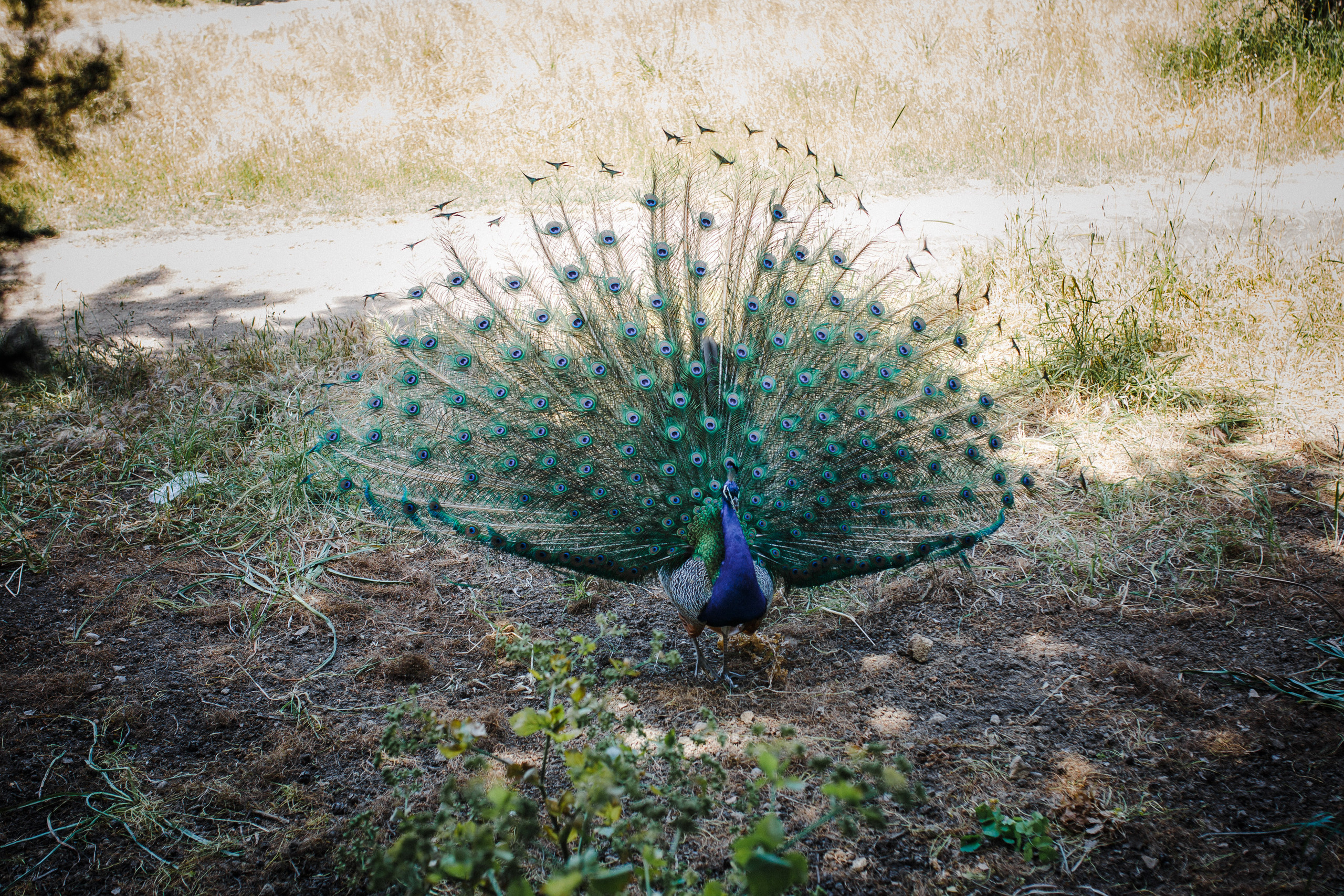 Путешествие на остров Родос, Греция. Блог о путешествии в Грецию. Свадебный фотограф в Санкт-Петербурге Никита Кузякин