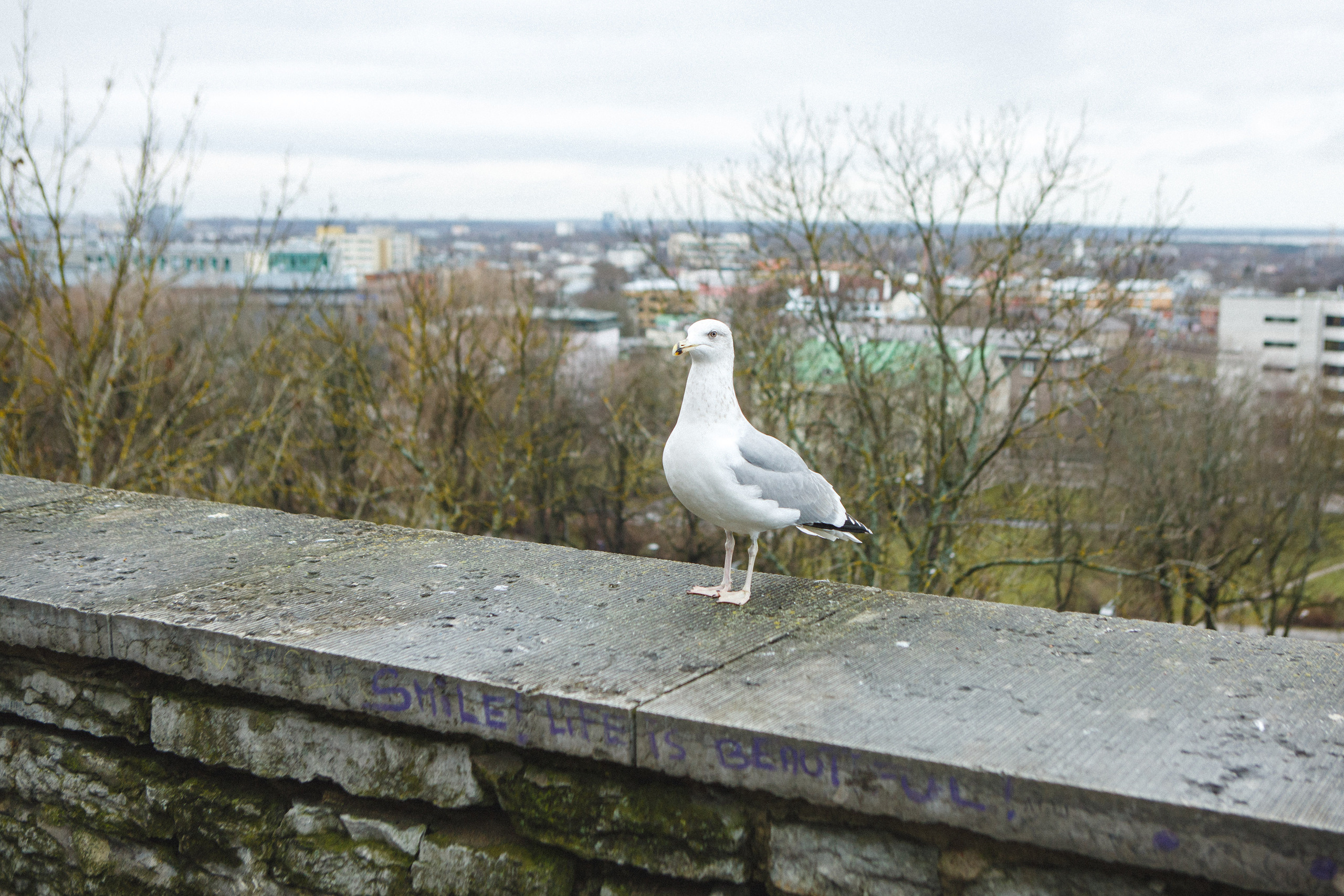 Путешествие в Таллин зимой, отчет о путешествии в Таллин зимой. Свадебный фотограф в Санкт-Петербурге Никита Кузякин