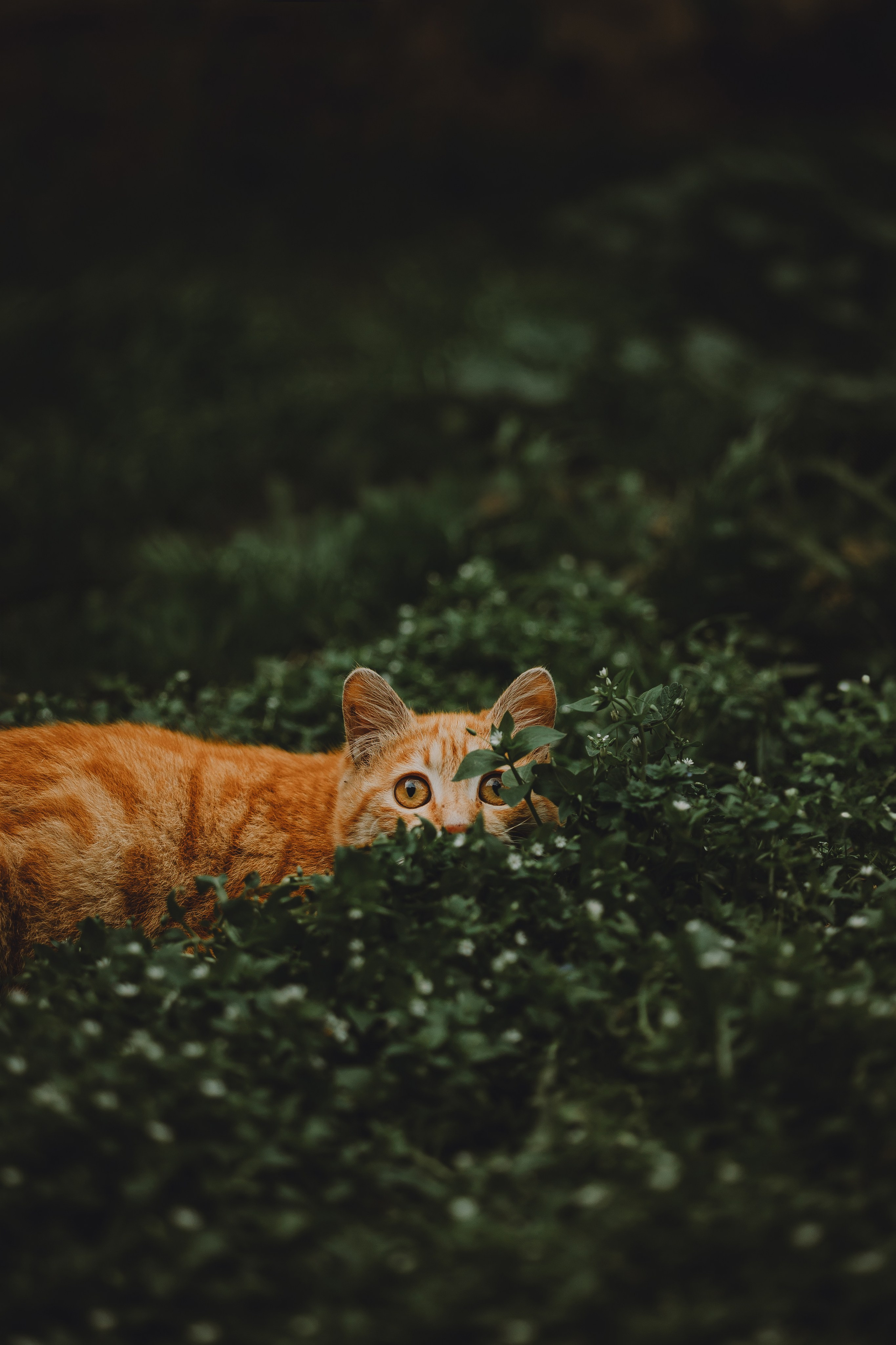 Как я выбираю, на какой объектив снимать животных?