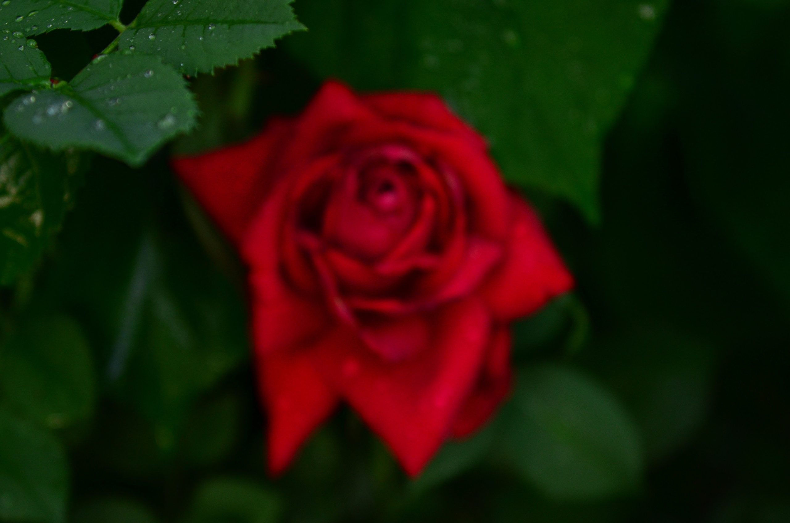 Дары природы. Фотограф viktor viktor