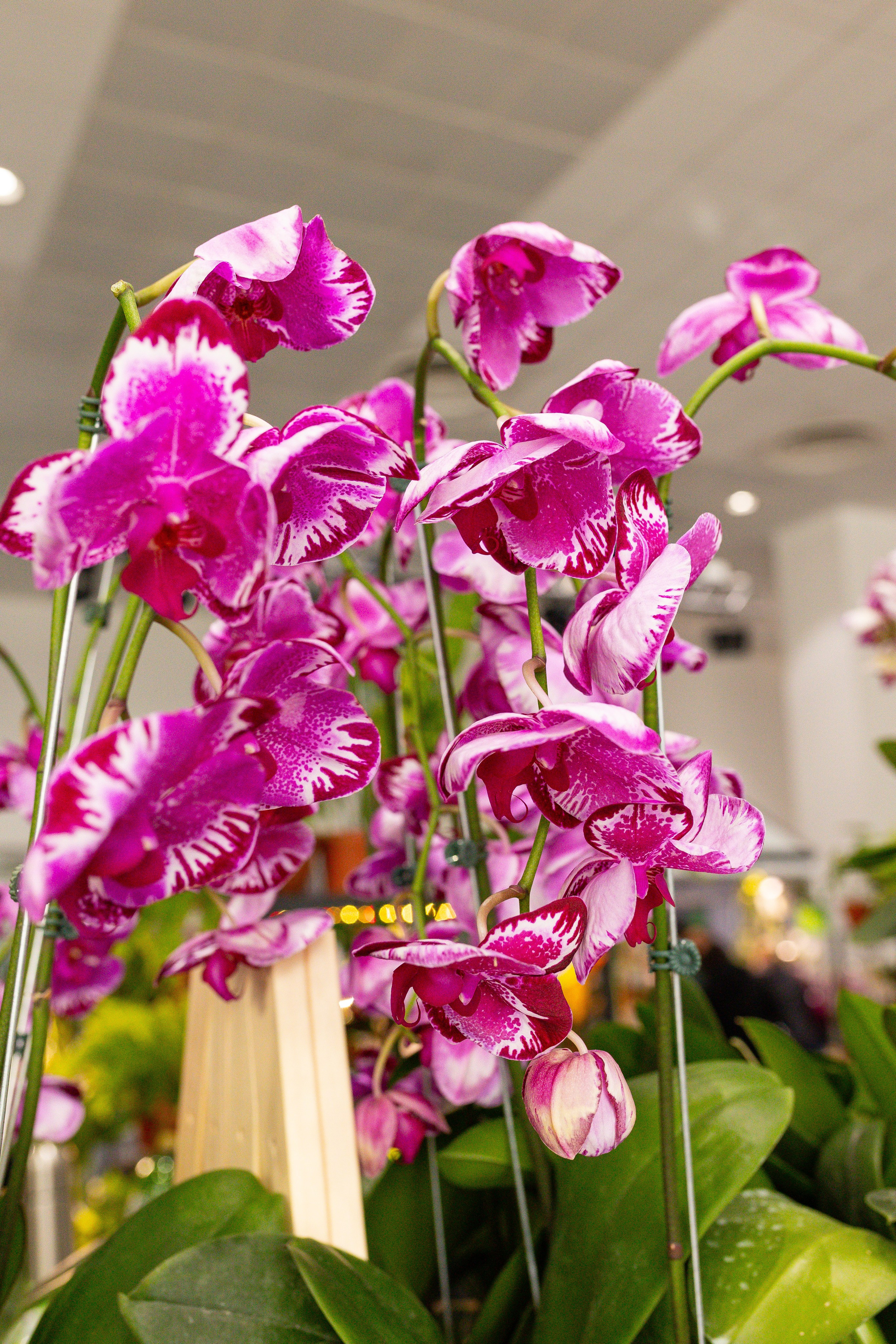 Орхидиум сентябрь 2025. Александра Куликова фотограф, Москва