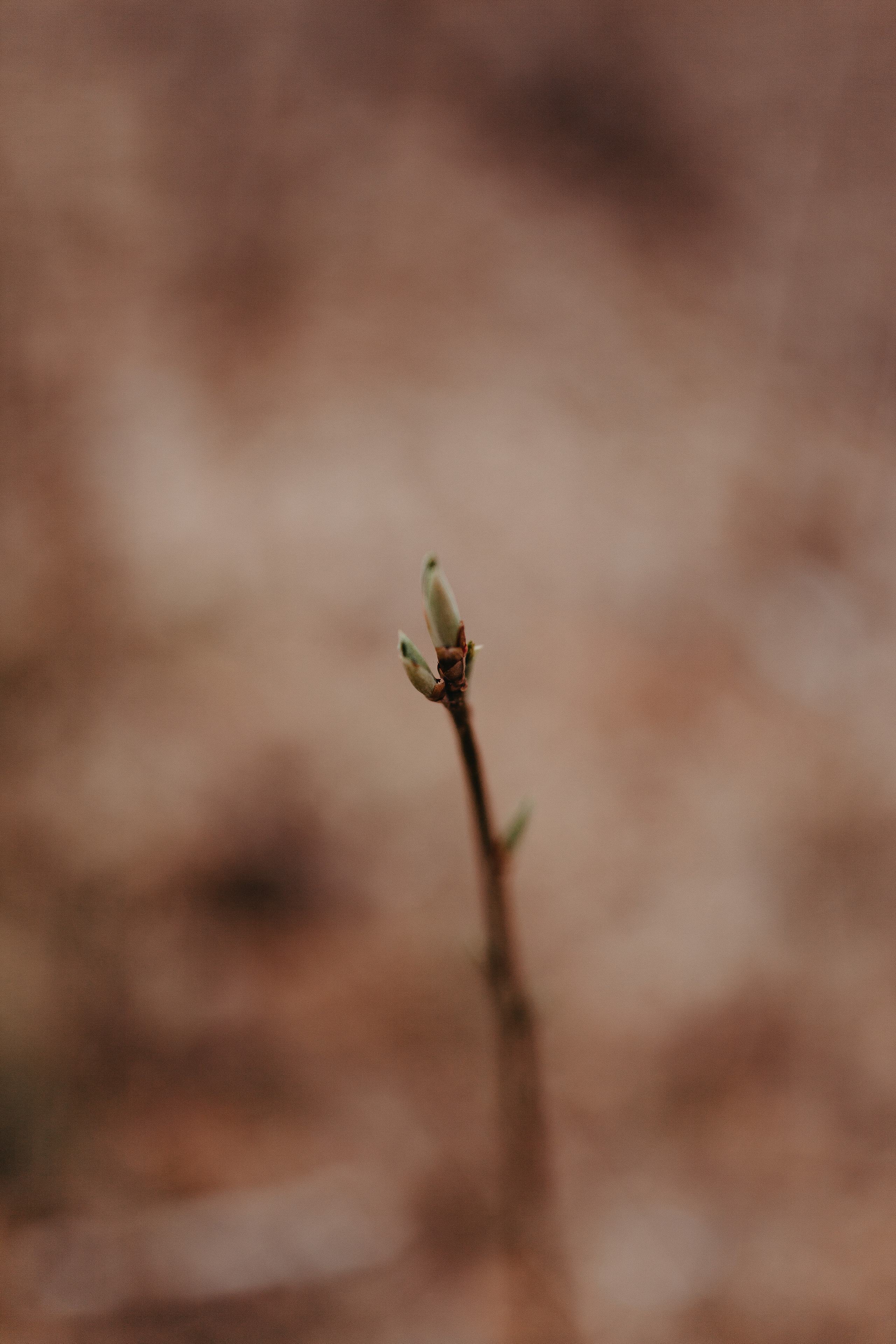 Семейная фотосессия в Тюмени. Фотограф Шелудкова Яна, город Тюмень