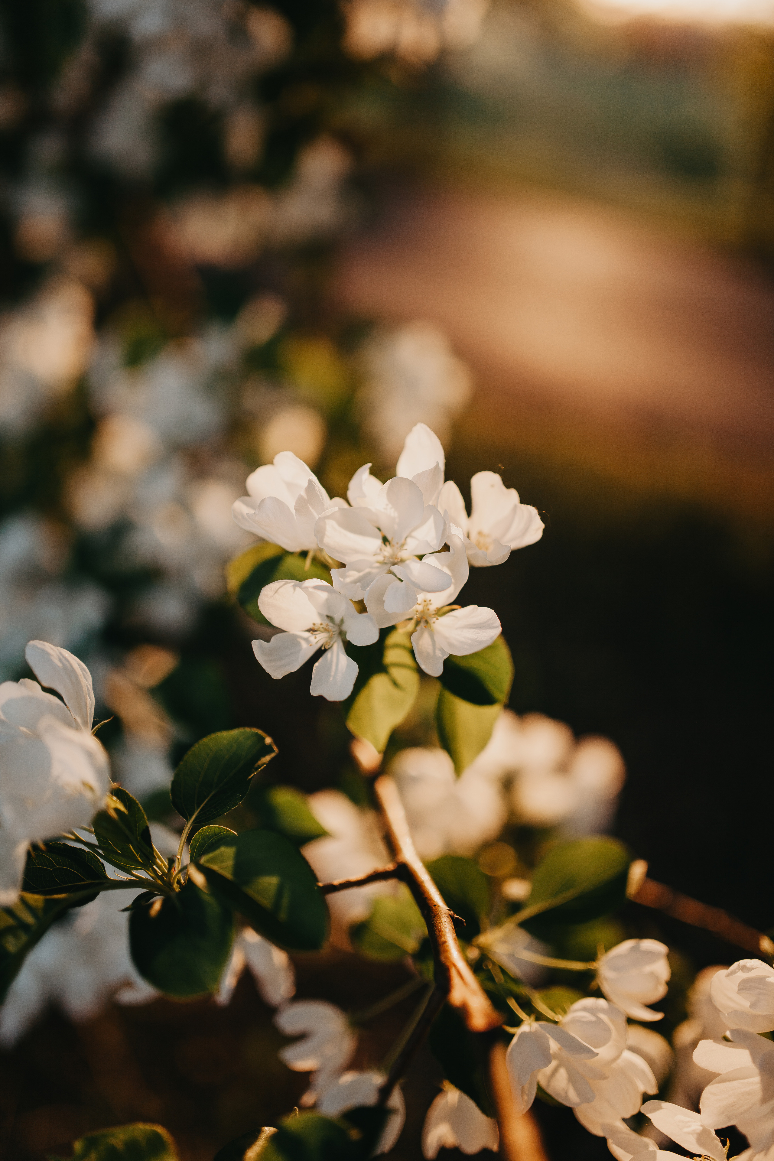 Закаты в яблоневом саду. Фотограф Шелудкова Яна, город Тюмень
