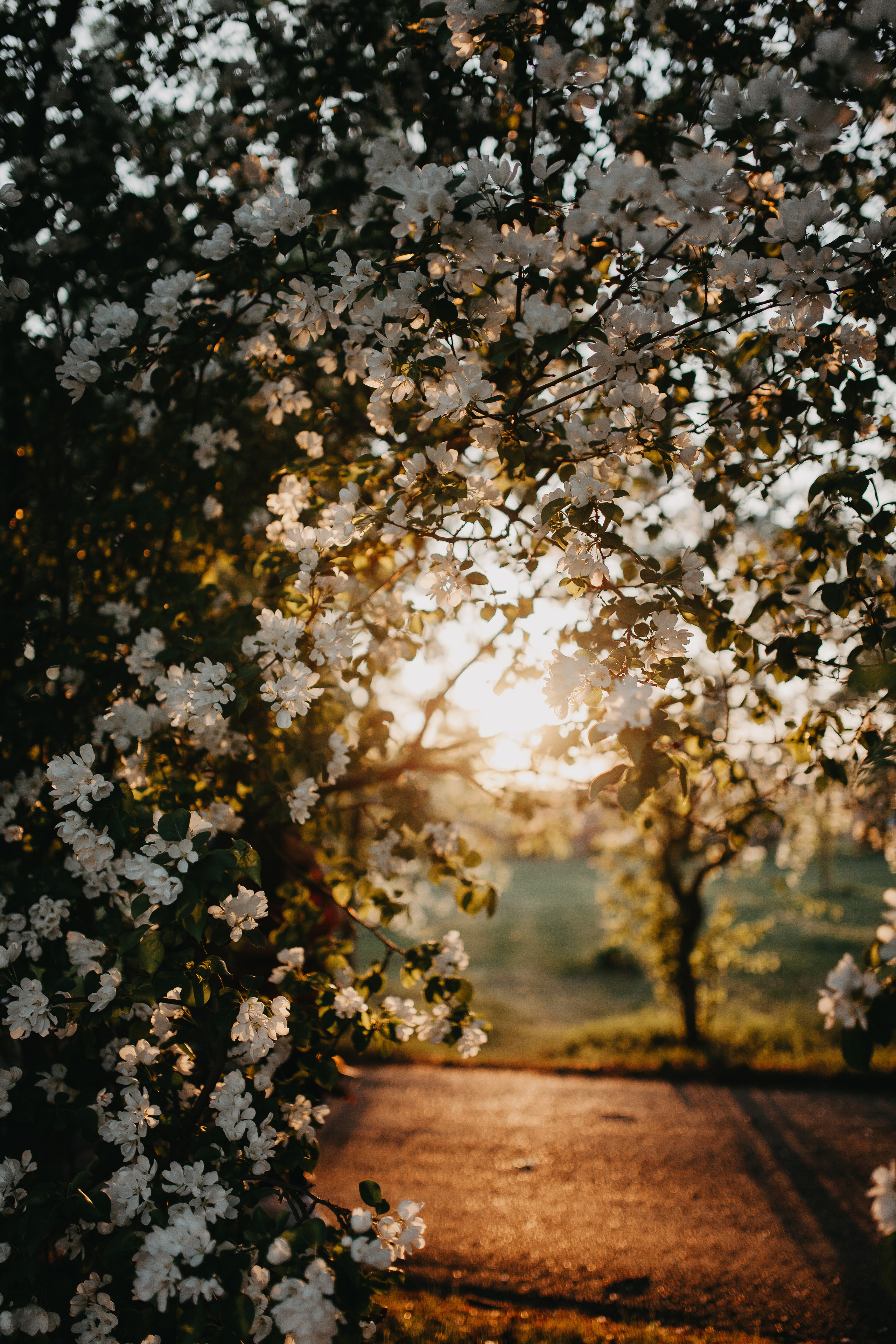 Закаты в яблоневом саду. Фотограф Шелудкова Яна, город Тюмень