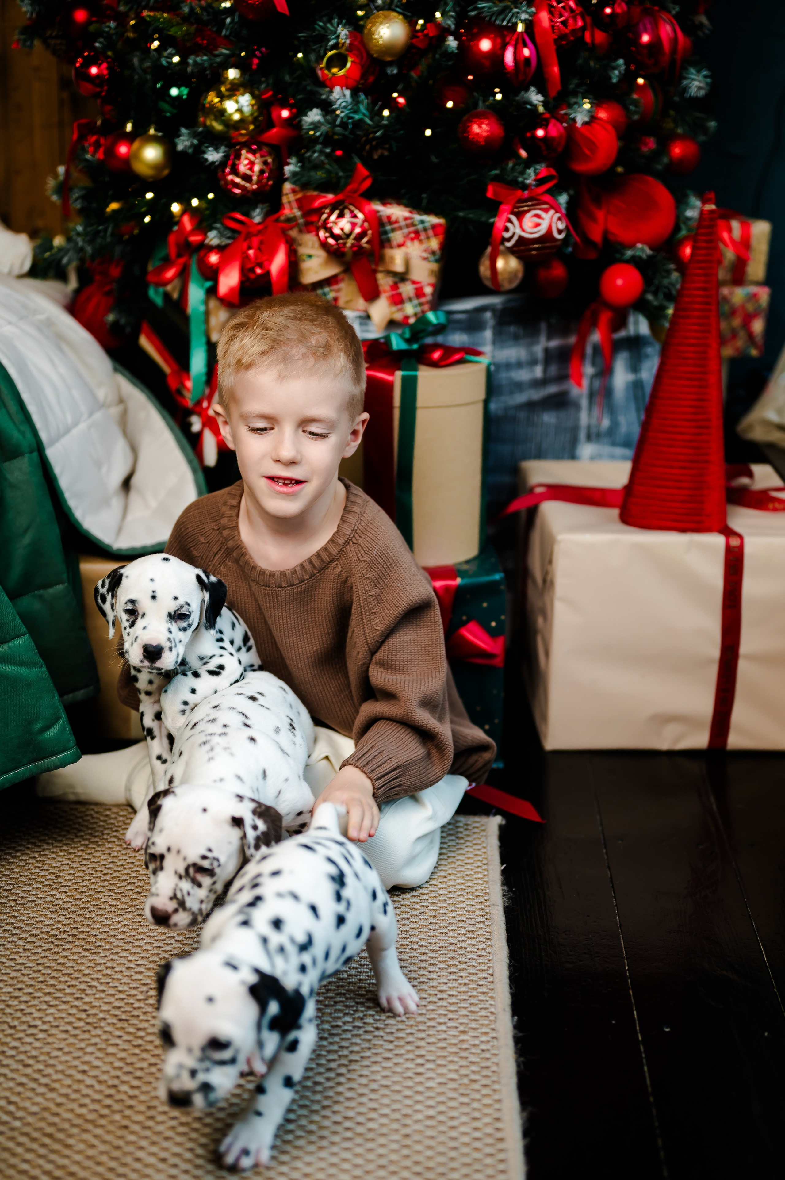Фотосессия с далматинцами. Свадебный и семейный фотограф Евгения Кононова