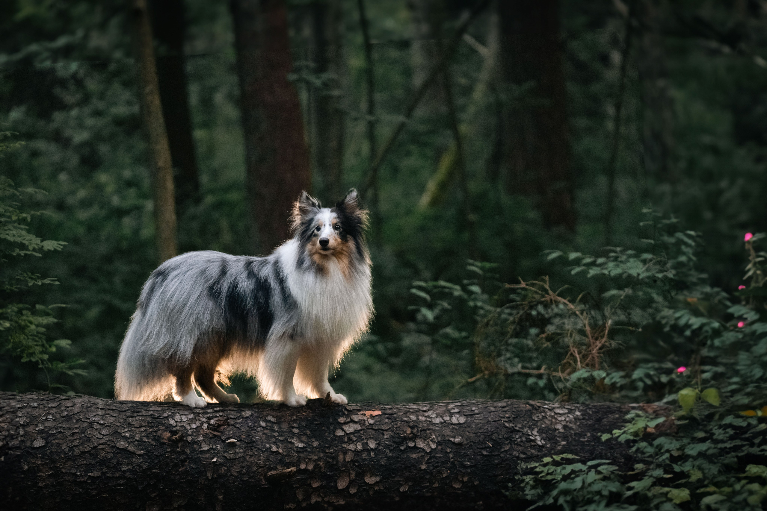 Лесная Элис. Фотограф анималист