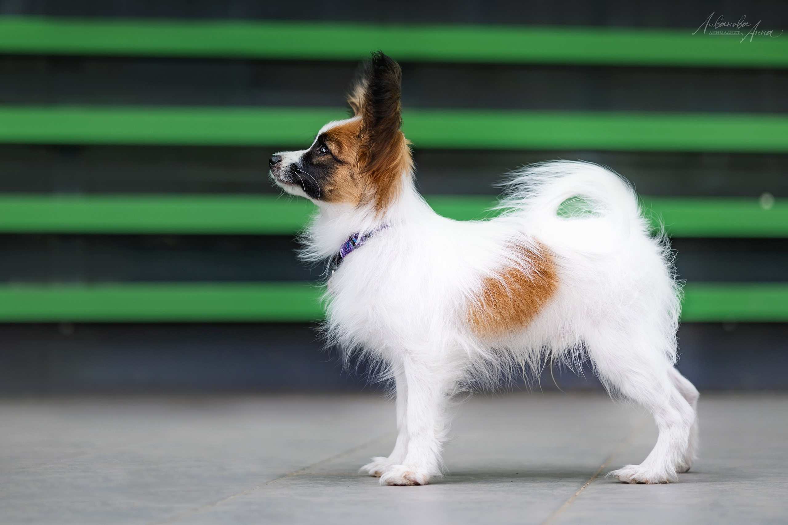 Хьюстон. Фотограф анималист Аня Ливанова | Рыбинск