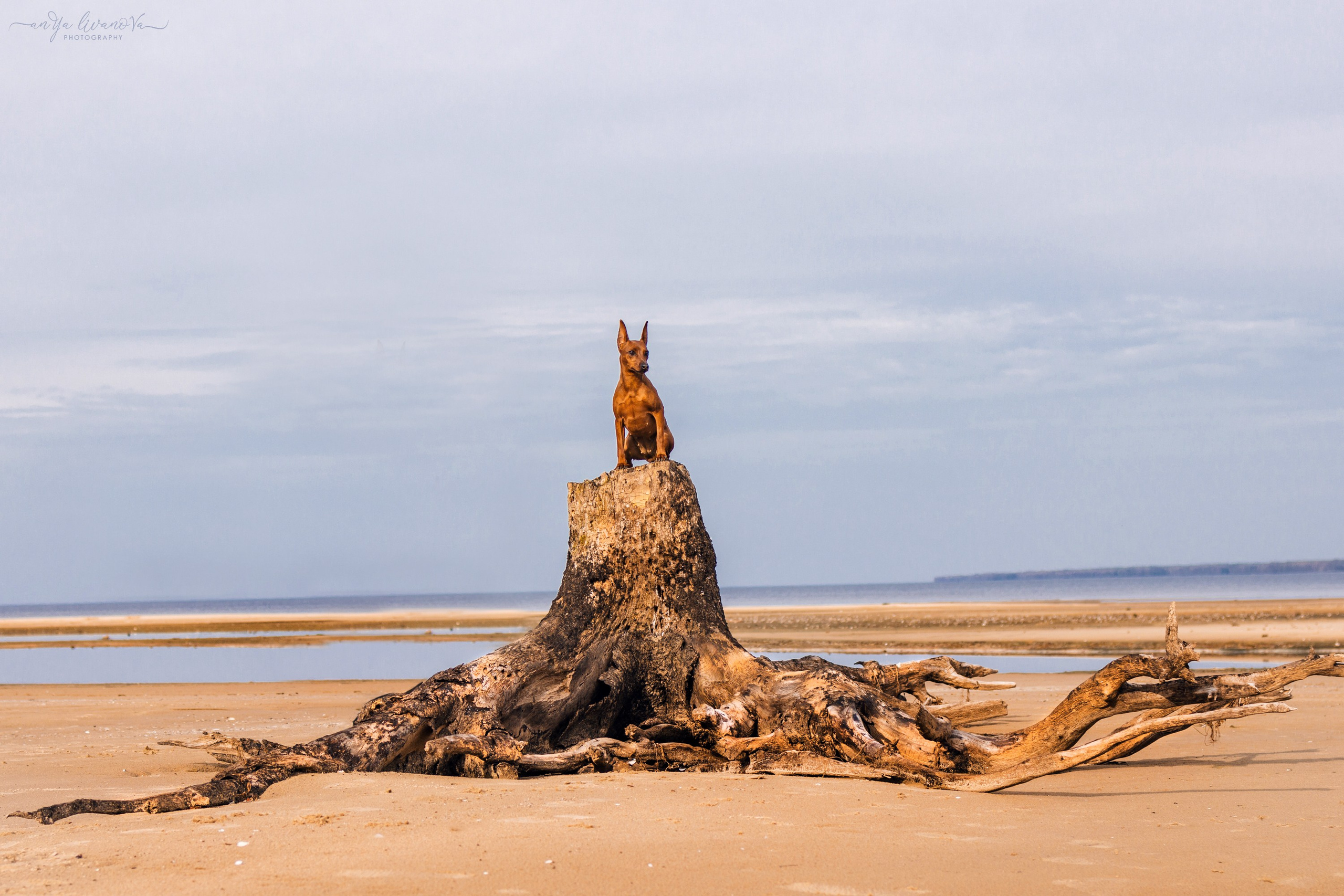 Киви на берегу. Фотограф анималист Аня Ливанова | Рыбинск