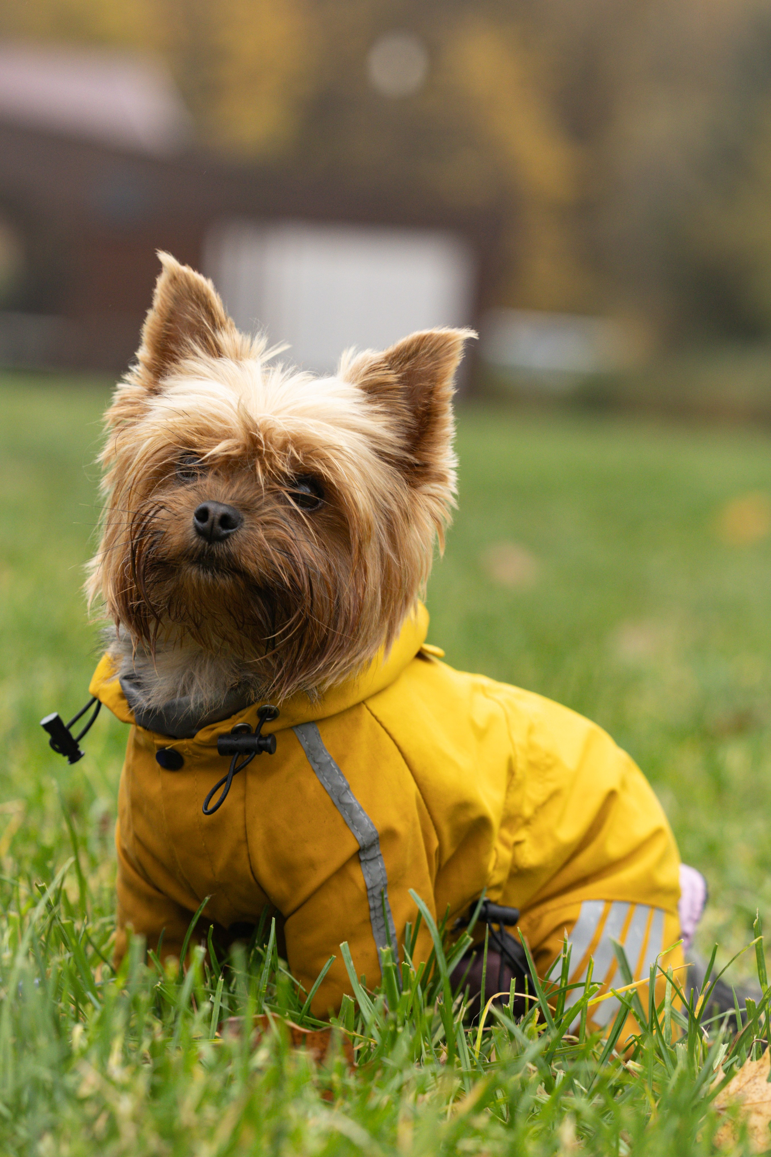 Джессика и Афродита. Виктория Михайловская. Фотограф-анималист. Москва