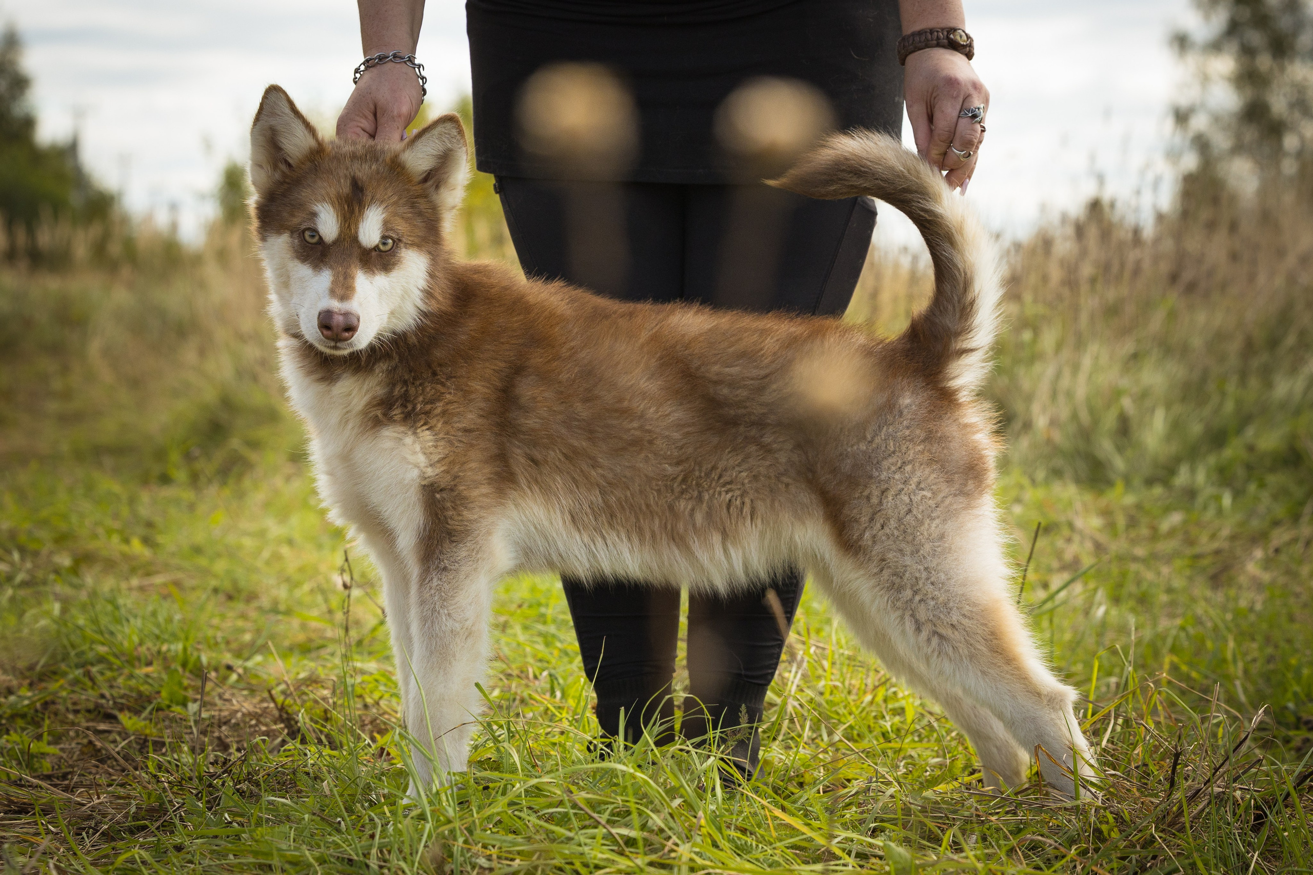 В питомнике. Виктория Михайловская. Фотограф-анималист. Москва