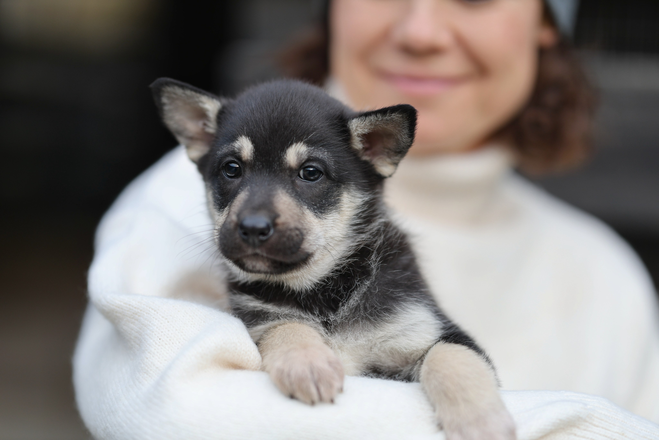 Щенки. Фотограф Максим Татаринов