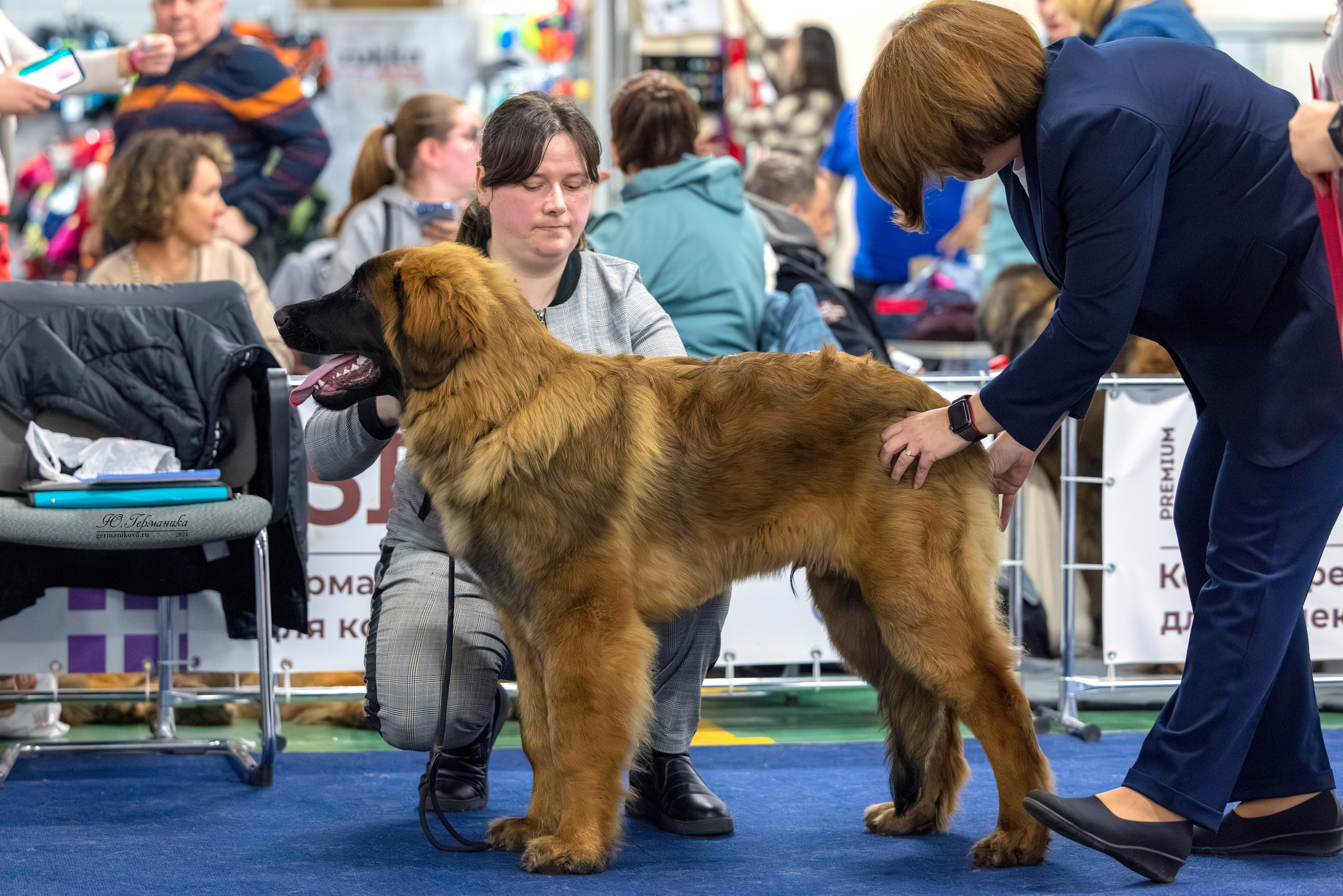 Сфера 17.03.2024. Фотограф-анималист Юлия Германика