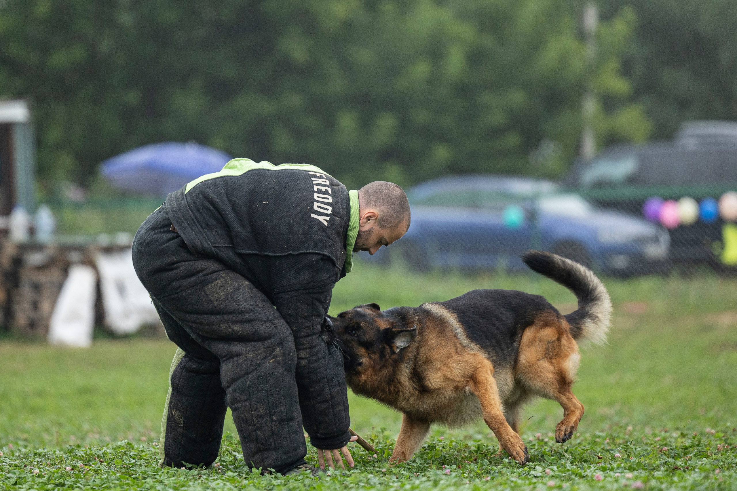 Соревнования по Мондьорингу г. Вологда 10-11.08.2024. Фотограф-анималист Анна Маринич