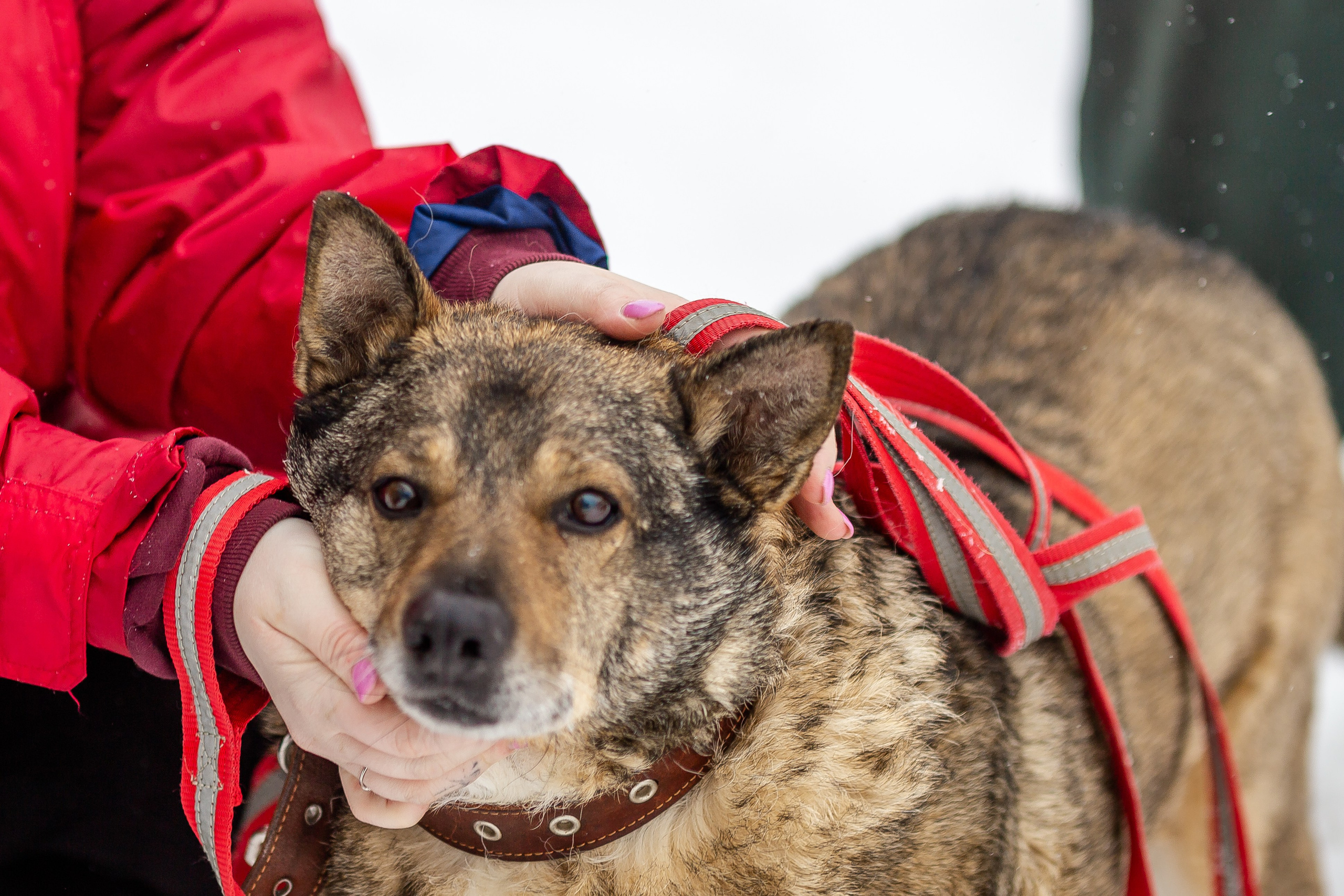 Petshop Забота. Фотограф в Санкт-Петербурге Чумаков Семен