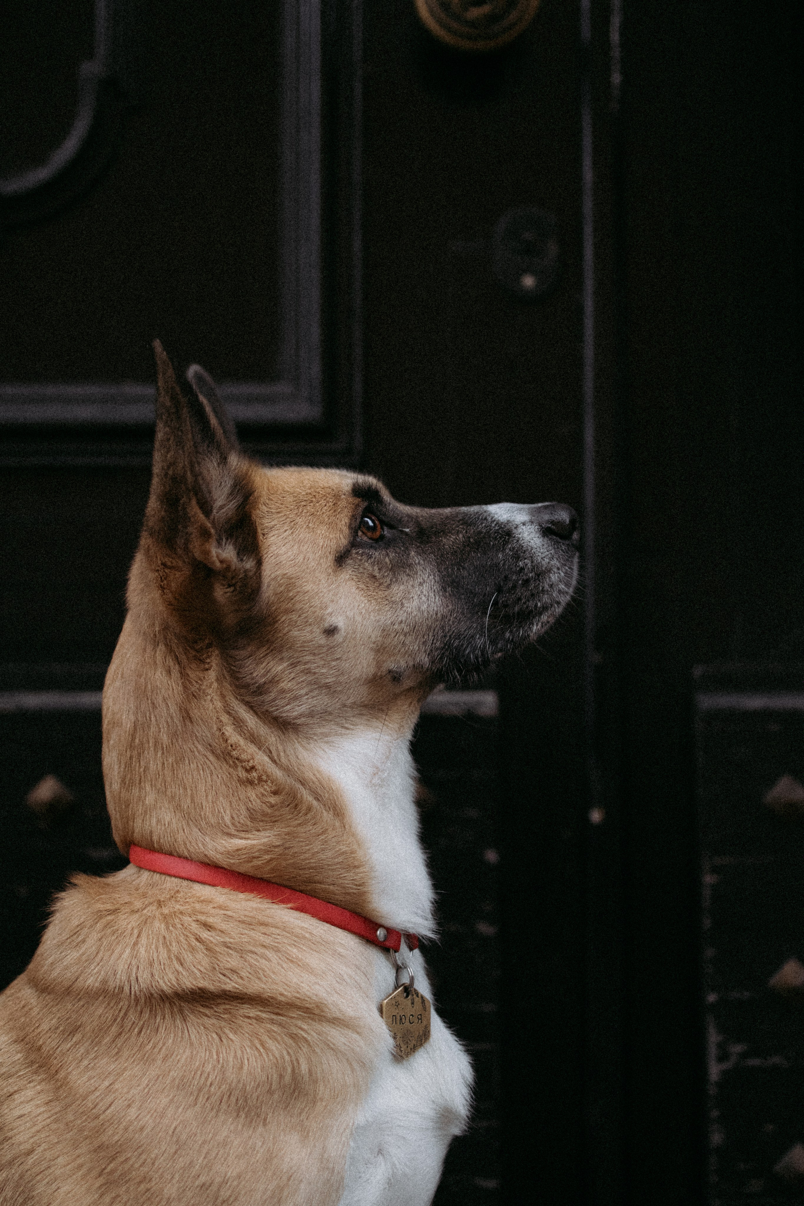 Саша, Ксюша и их банда. Фотораф — анималист Мария Шистка