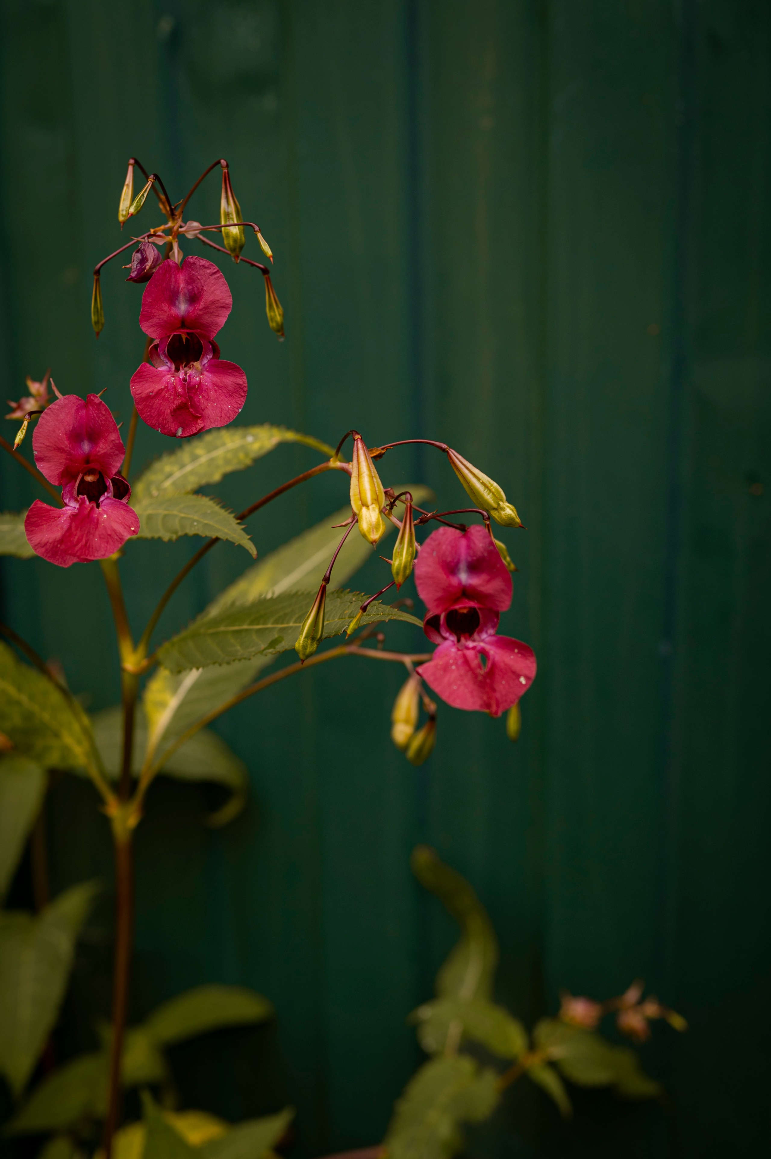Осень во всей красе. Анна Боровикова, фотограф Пушкино