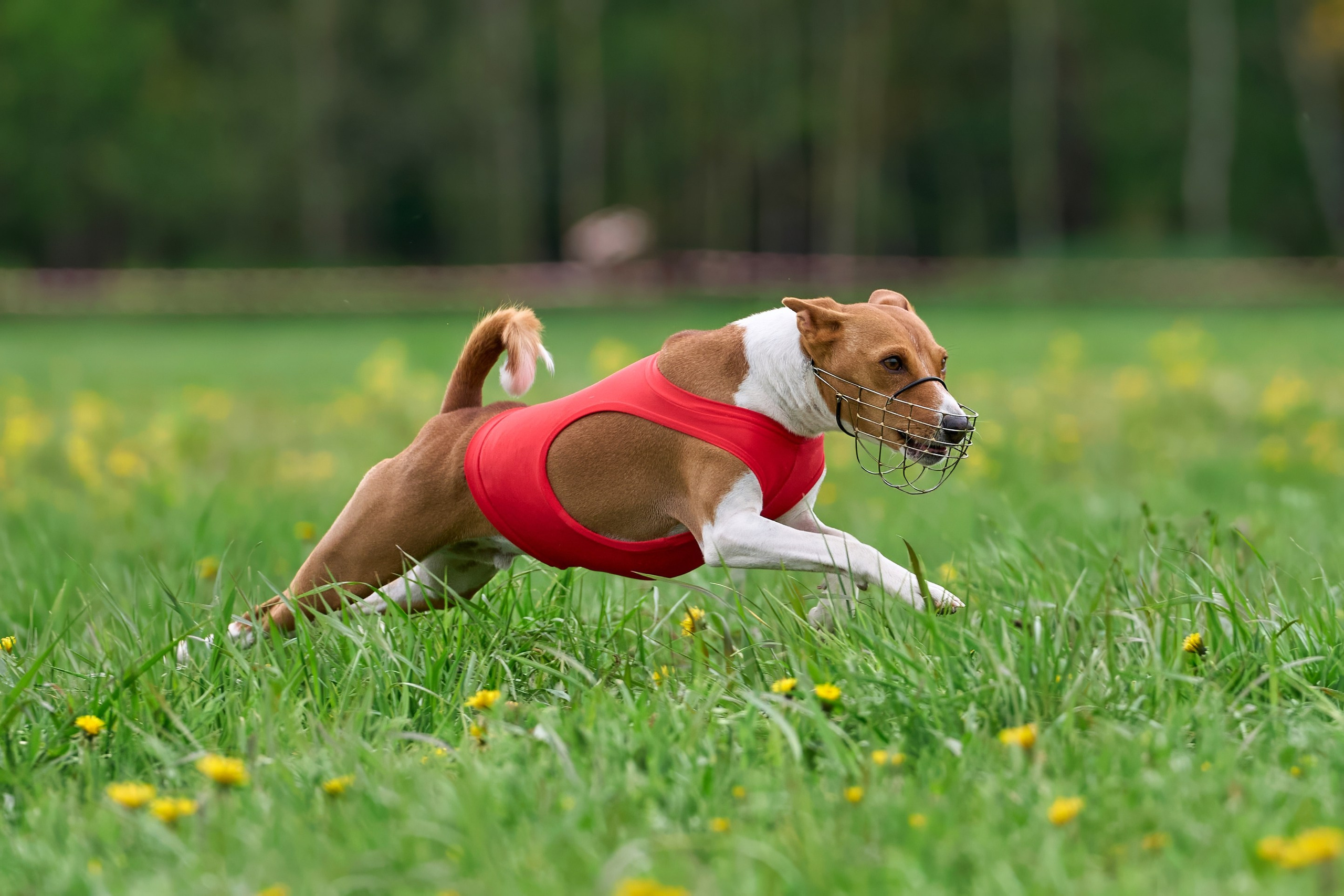 Тренировка по курсингу Донино. Фотограф-анималист Михаил Манухин